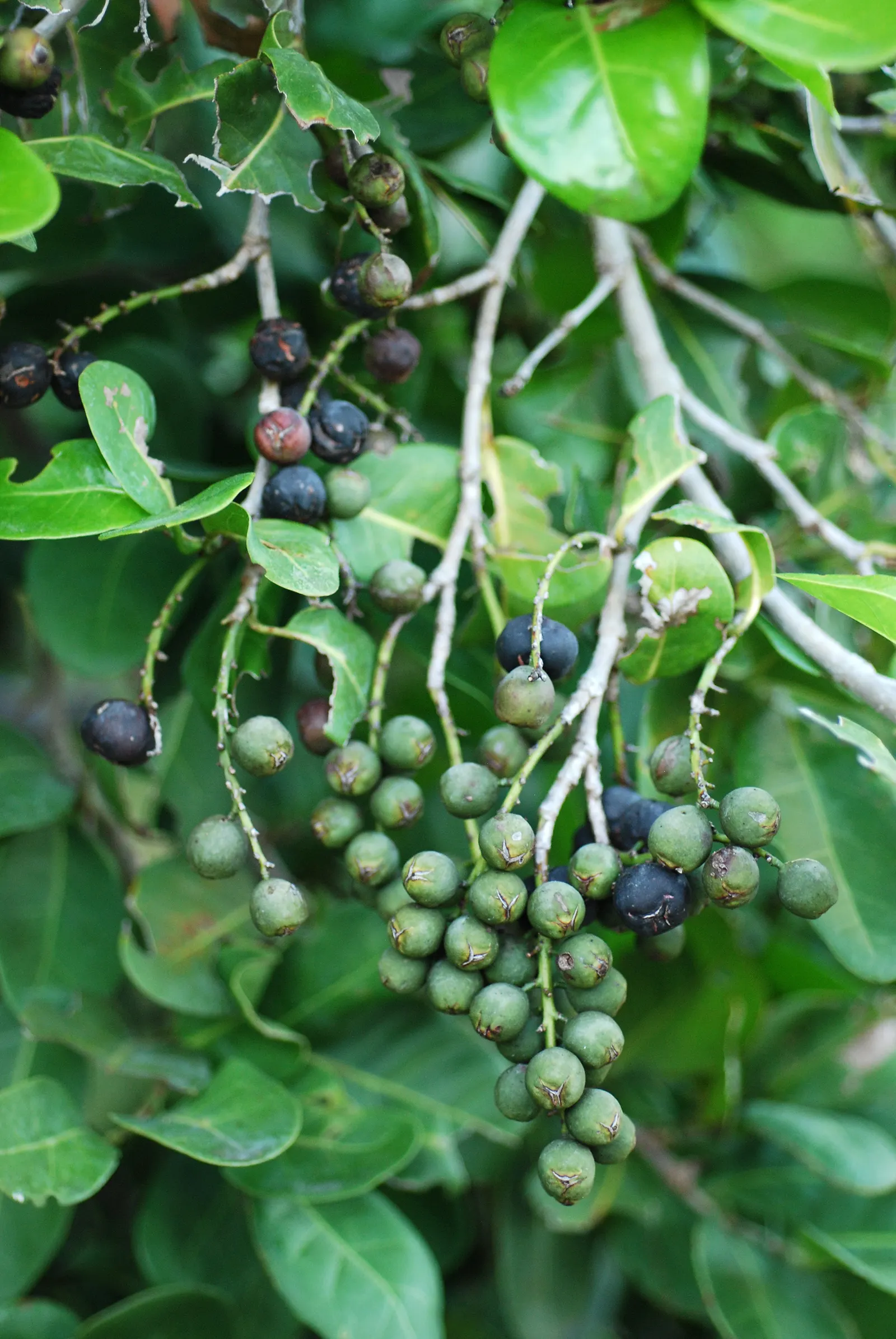 Pigeon Plum (Coccoloba Diversifolia) — and parts of Central America