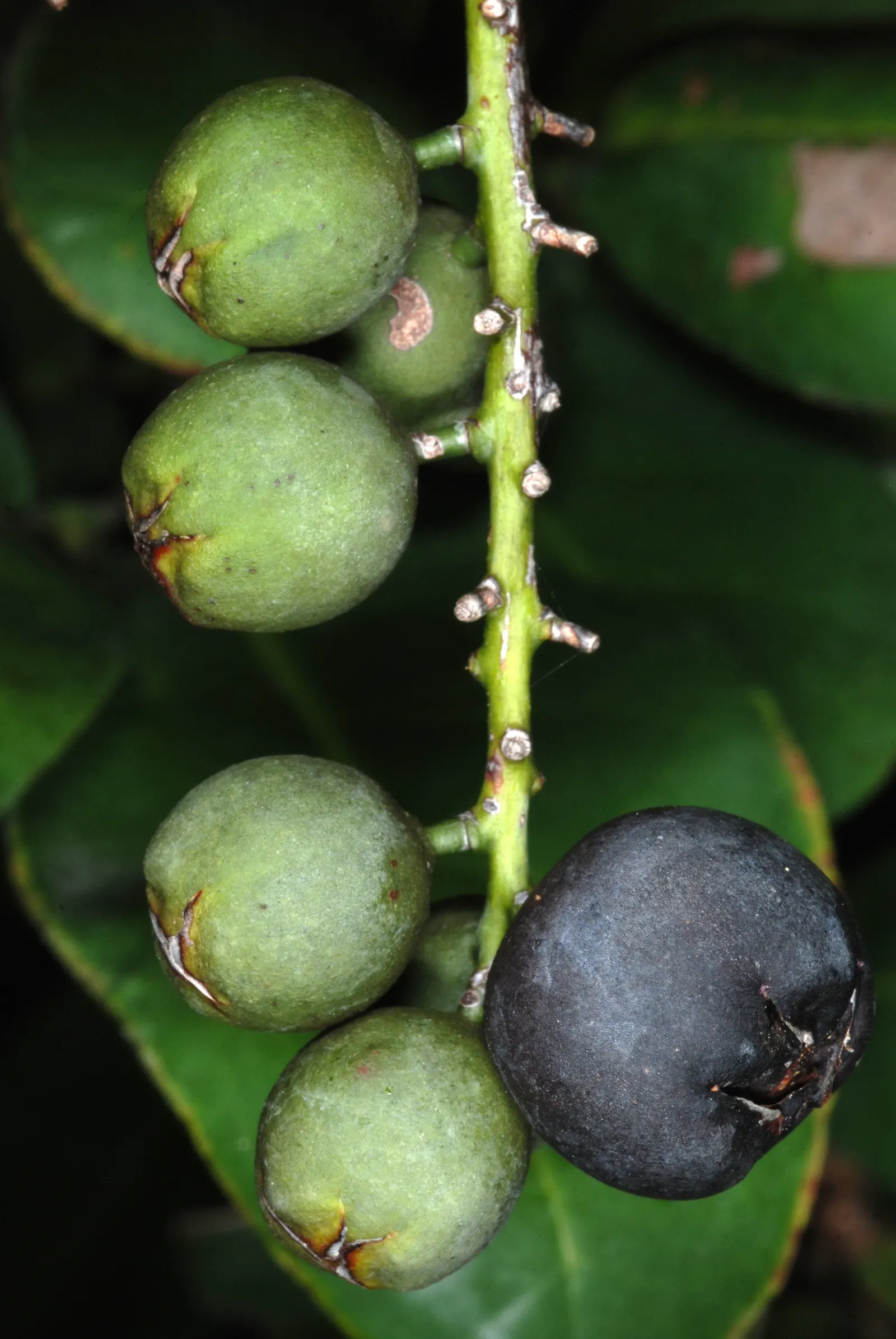 Pigeon Plum (Coccoloba Diversifolia) — valued for its attractive