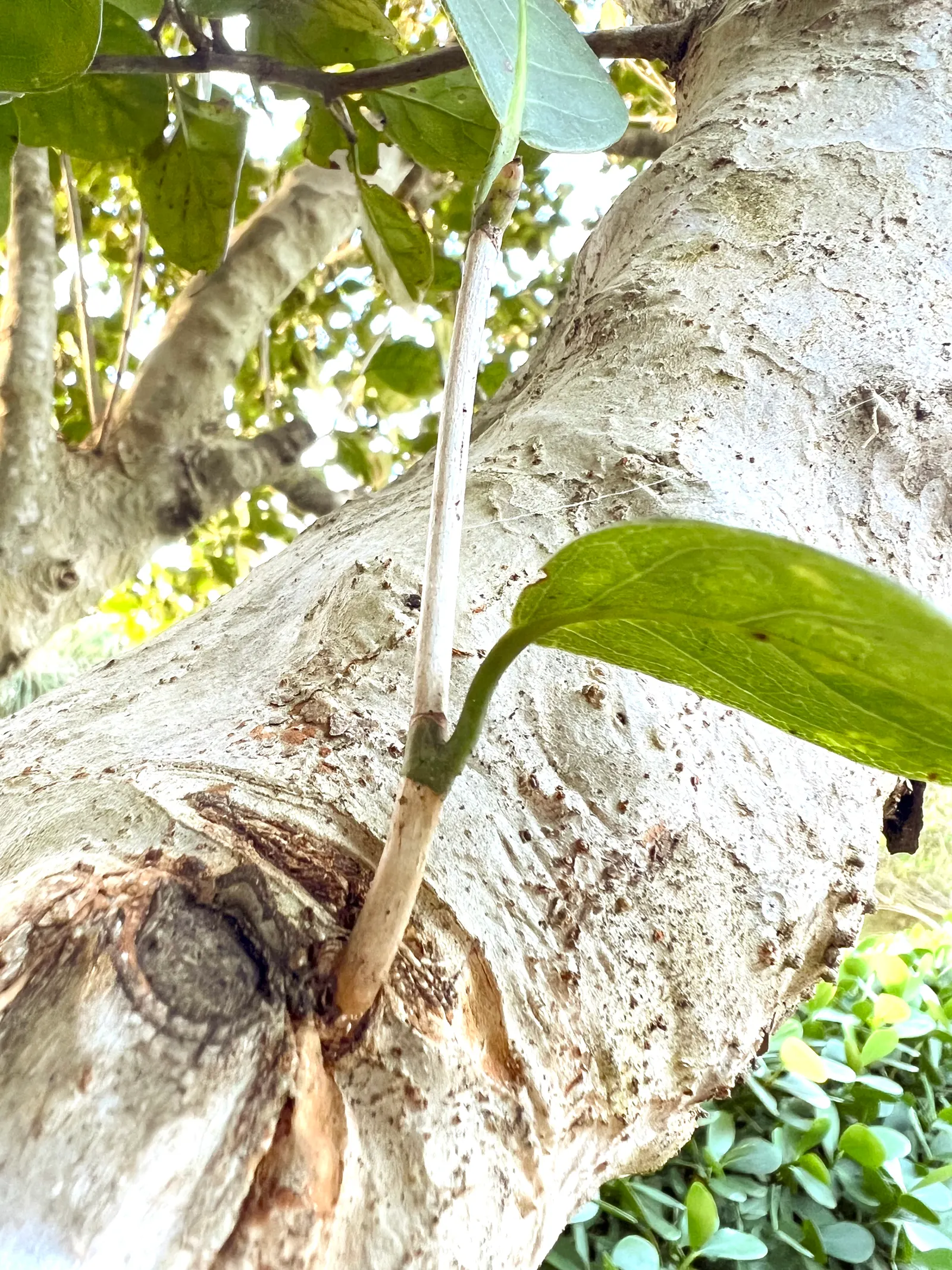 Pigeon Plum (Coccoloba Diversifolia) — rounded canopy offering lush shade