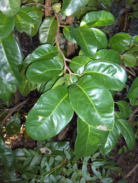 Pigeon Plum (Coccoloba Diversifolia) — Pigeon Plum (Coccoloba diversifolia) is a resilient evergreen native to Florida