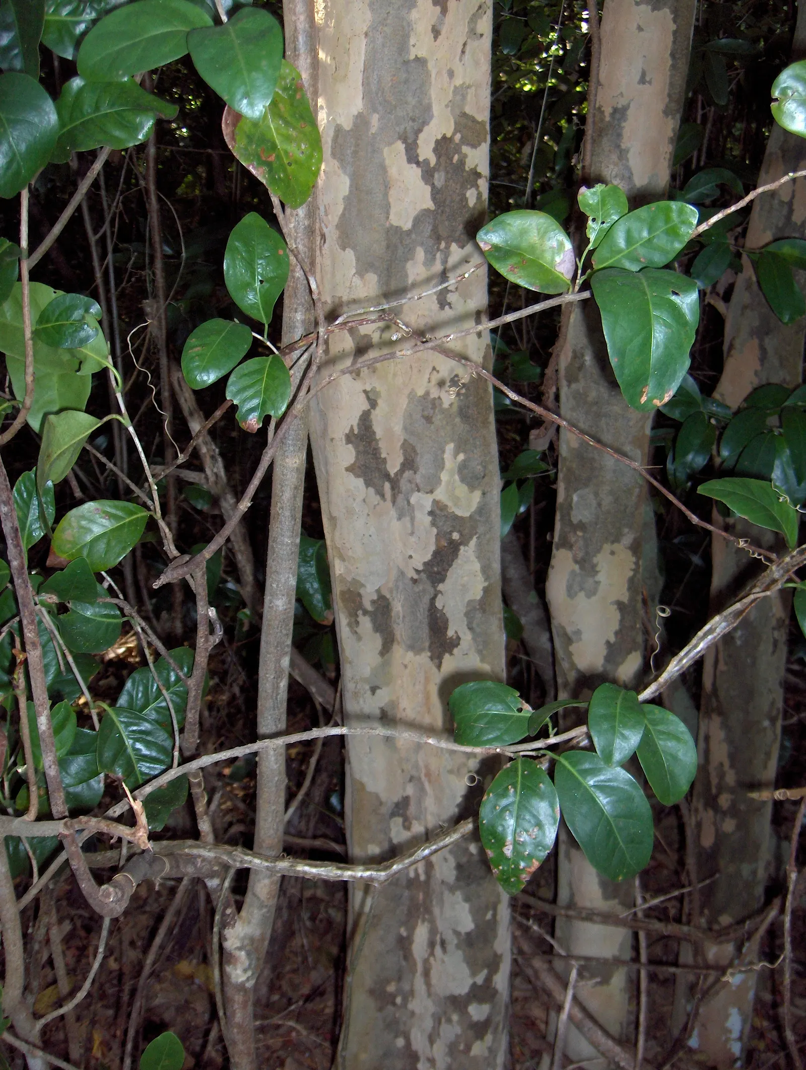 Pigeon Plum (Coccoloba Diversifolia) — Its leaves are notable for their variable shapes