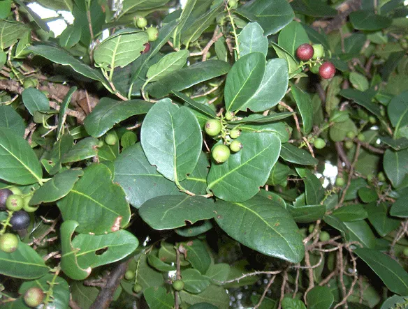 Pigeon Plum (Coccoloba Diversifolia) — is an attractive and hearty evergreen tree native to coastal areas in the southeastern United States