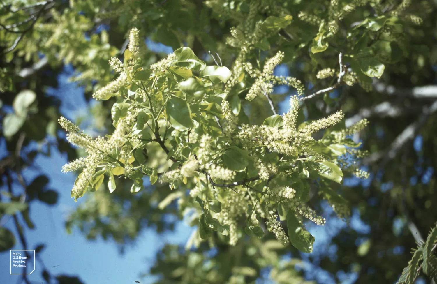 Pigeon Plum (Coccoloba Diversifolia) — inconspicuous flowers give way to clusters of fruit that transition from green to purple as they ripen