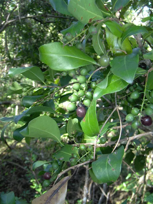 Pigeon Plum (Coccoloba Diversifolia) — this tree thrives in full sun to partial shade and tolerates a range of soils
