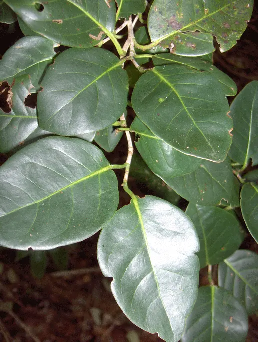 Pigeon Plum (Coccoloba Diversifolia) — This versatile species is ideal for landscape designs aimed at embodying a tropical or subtropical aesthetic