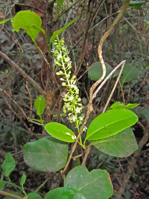 Pigeon Plum (Coccoloba Diversifolia) — ranging from ovate to oblong