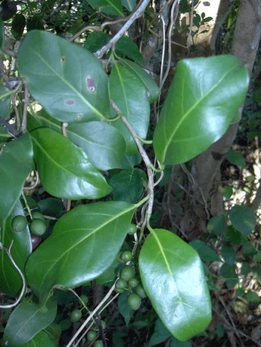 Pigeon Plum (Coccoloba Diversifolia) — making it a pragmatic choice for naturalistic landscapes and wildlife gardens
