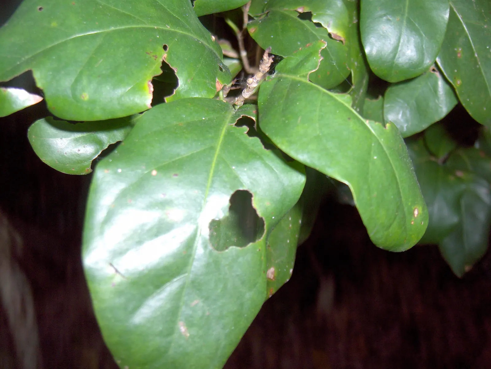 Pigeon Plum (Coccoloba Diversifolia) — the Pigeon Plum boasts a dense