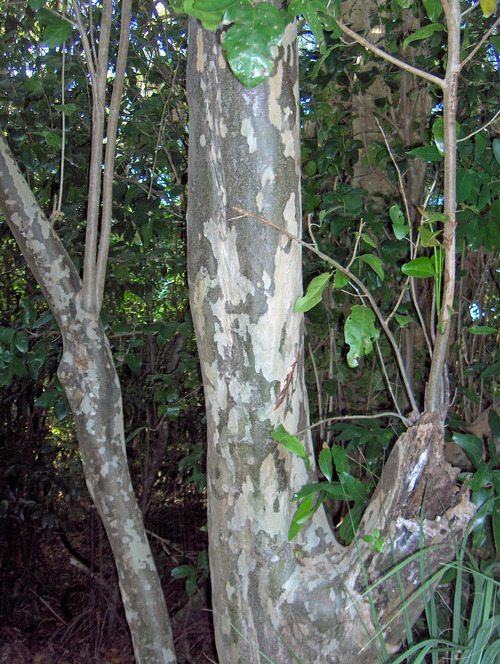 Pigeon Plum (Coccoloba Diversifolia) — <br><br>Typically reaching heights of 15 to 25 feet with a comparable spread