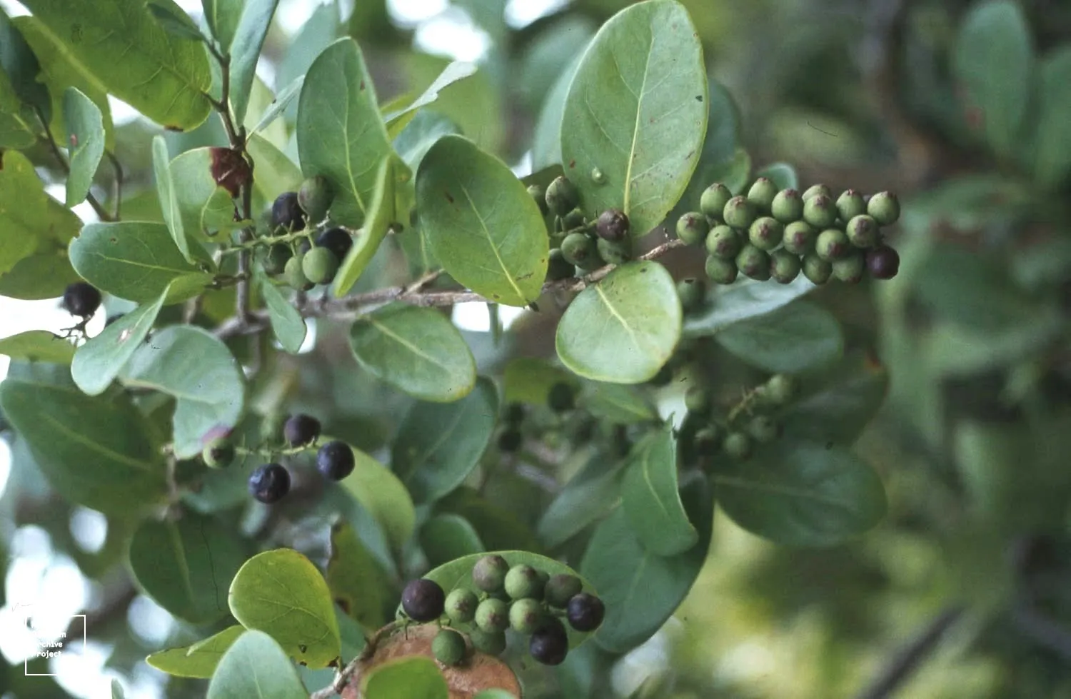Pigeon Plum (Coccoloba Diversifolia) — The foliage exhibits a leathery texture with a shiny