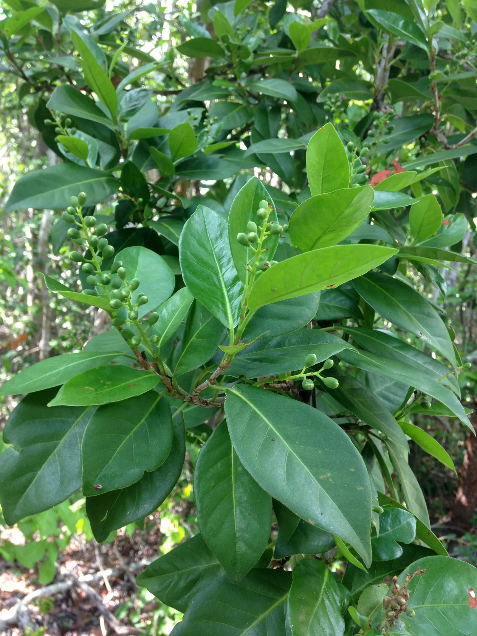 Pigeon Plum (Coccoloba Diversifolia) — dark green upper surface and a paler underside.<br><br>In spring and summer