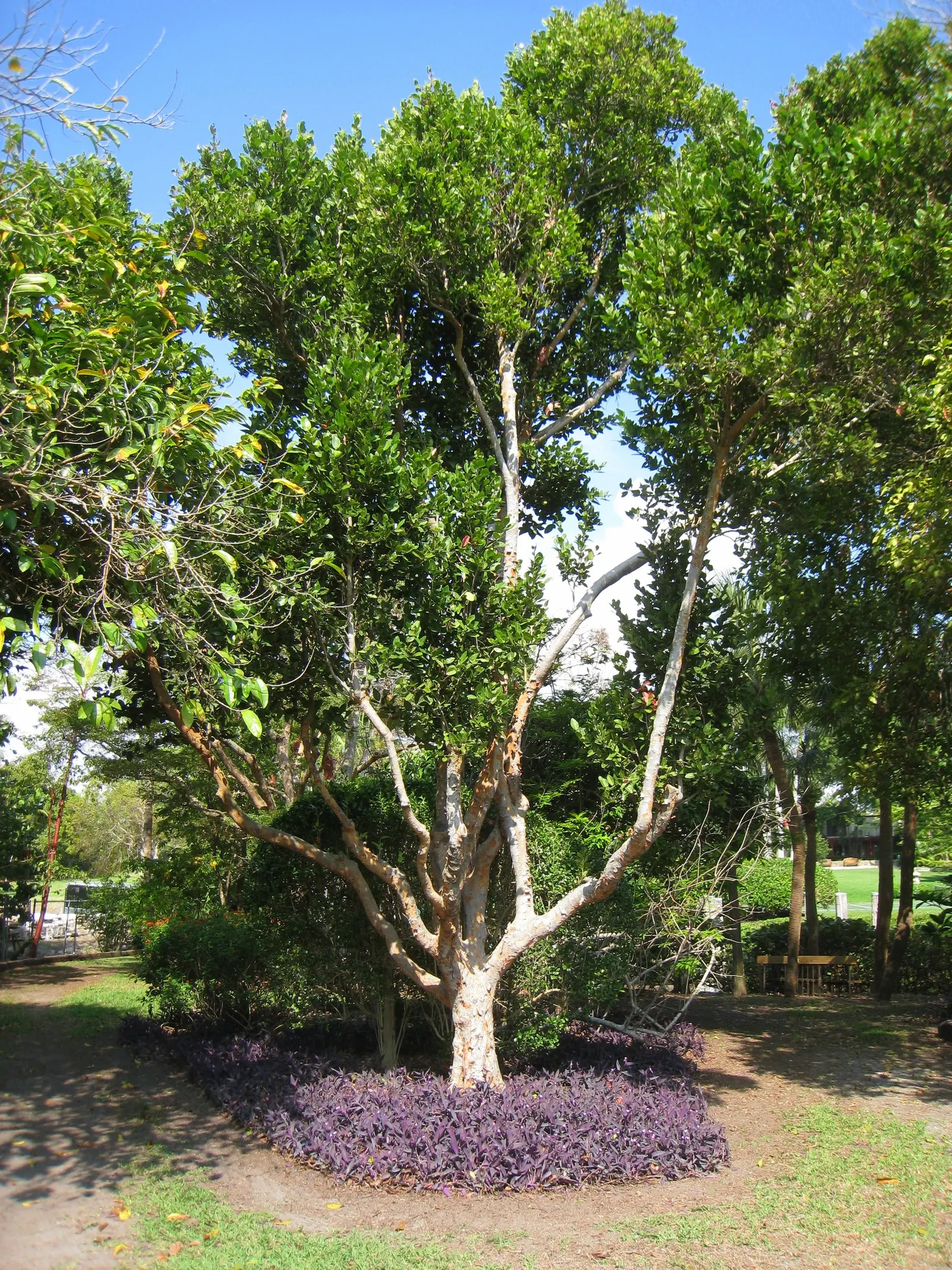 Pigeon Plum (Coccoloba Diversifolia) — Maturing to around 35-50 ft tall with a spread of 20-30 ft