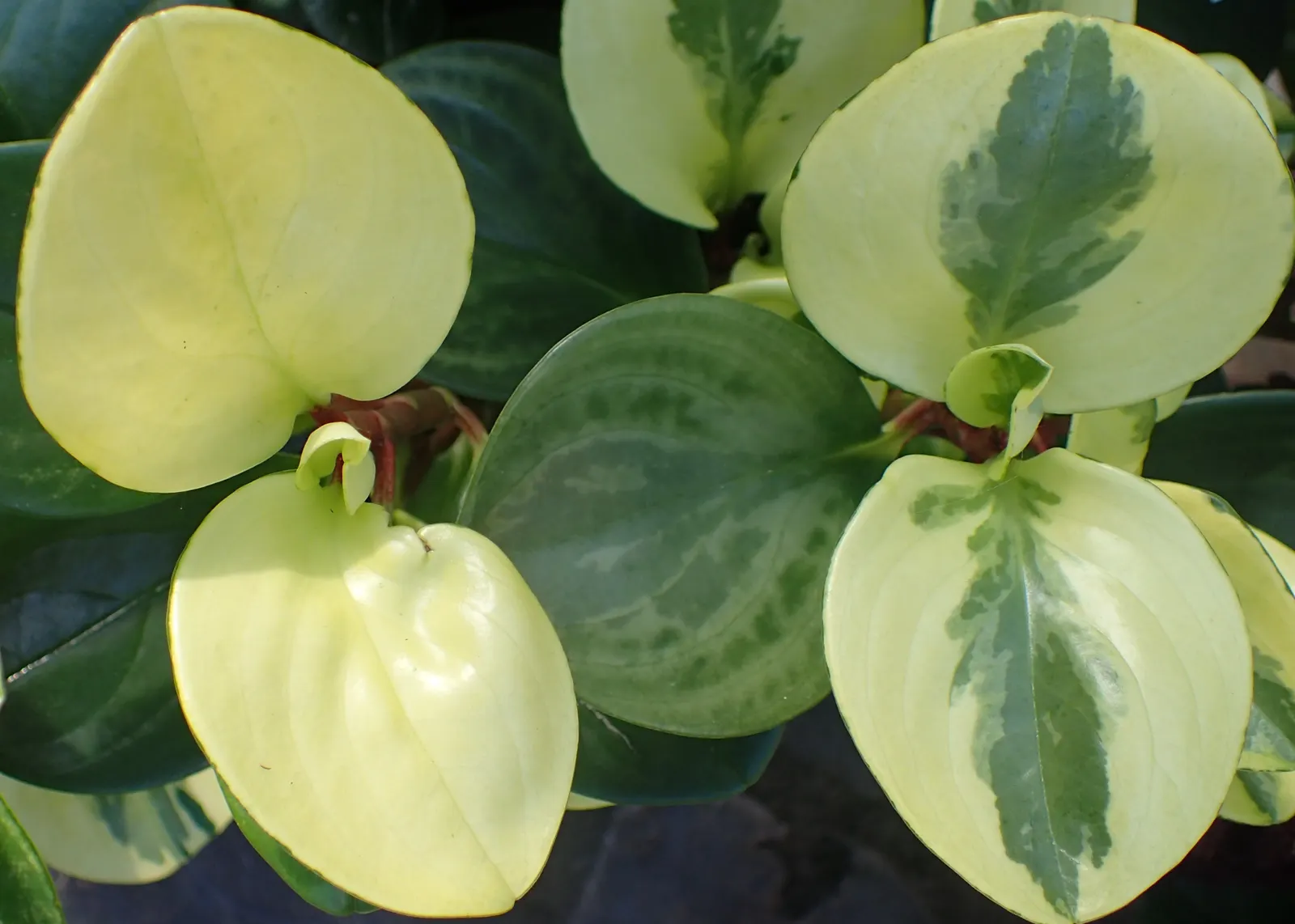 Variegated Wax-Leaf Pepper (Peperomia Obtusifolia 'Variegata') — Ideal for USDA zones 10-12