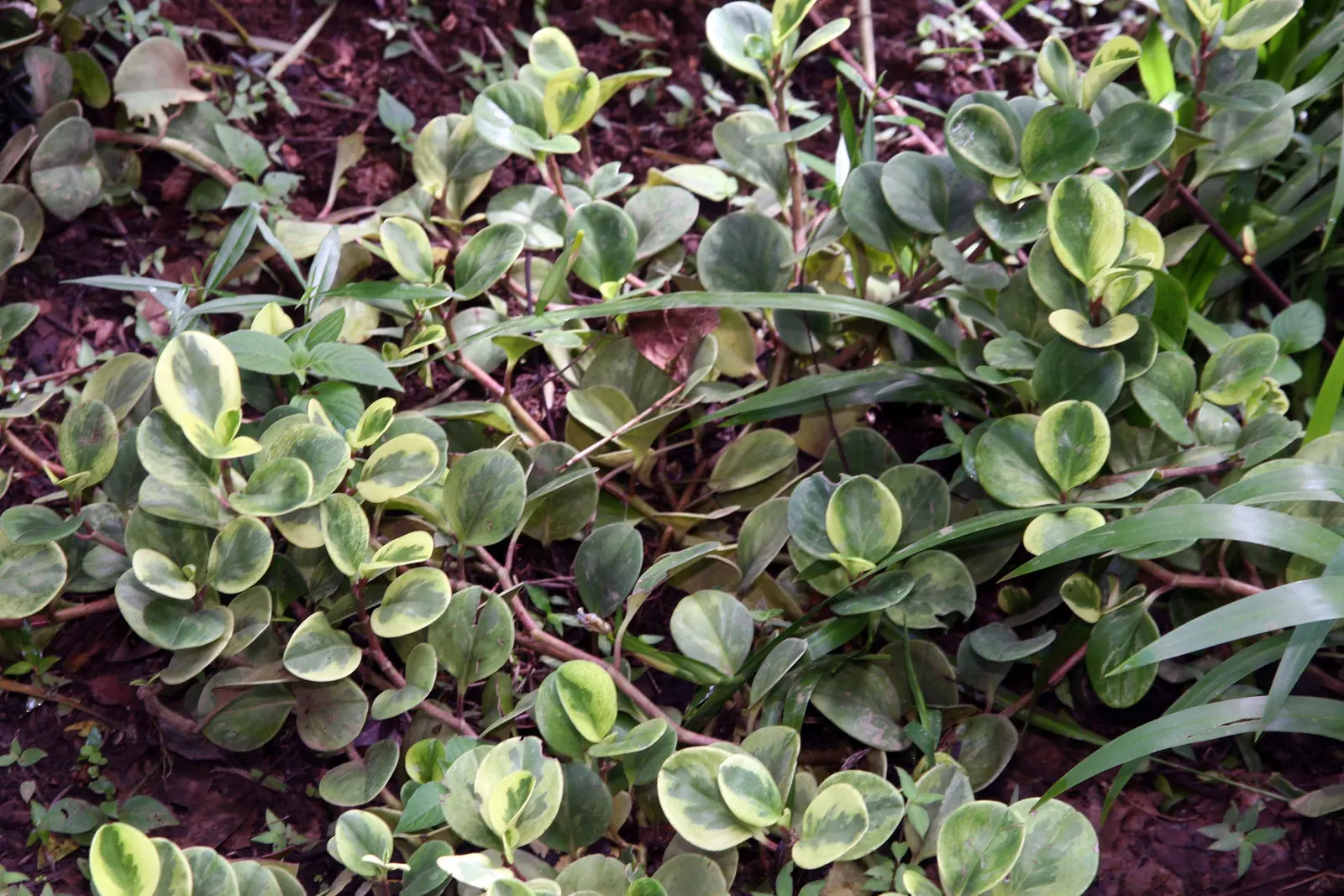 Variegated Wax-Leaf Pepper (Peperomia Obtusifolia 'Variegata') — presents itself as a charming addition to any garden