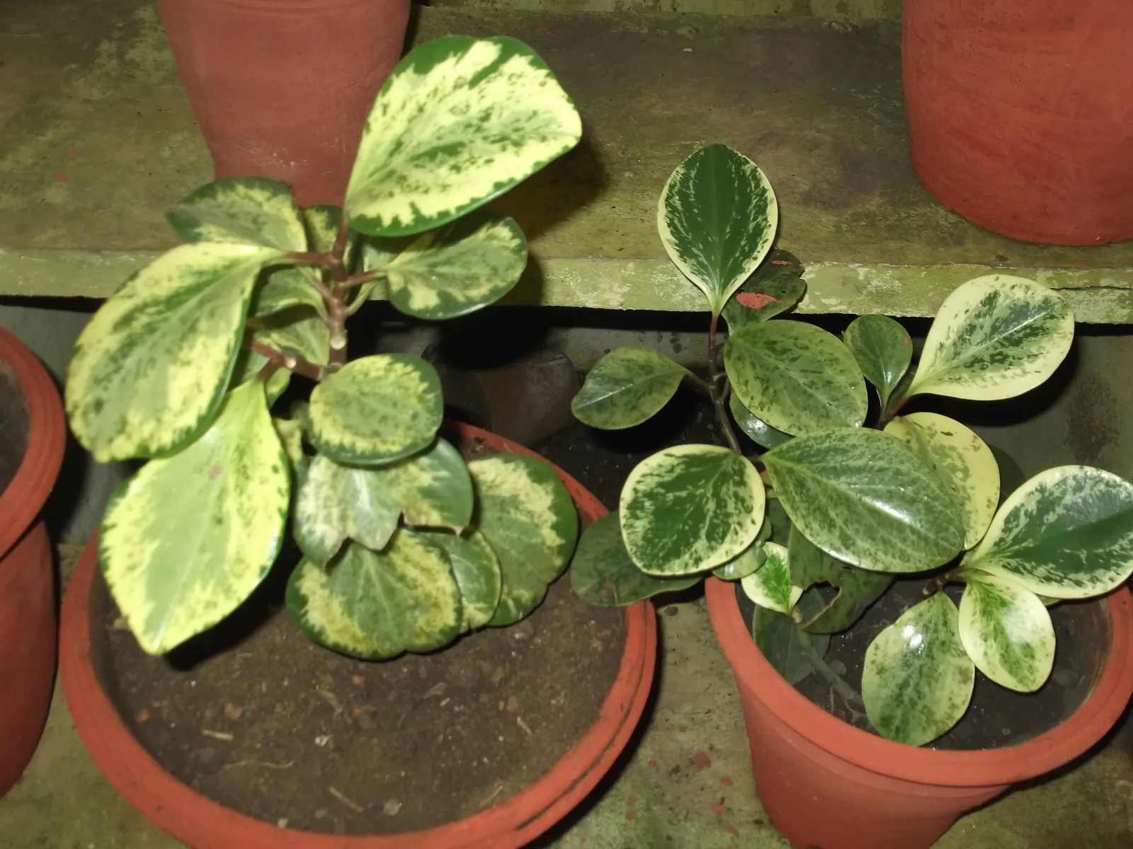 Variegated Wax-Leaf Pepper (Peperomia Obtusifolia 'Variegata') — and sometimes pale yellow splotches