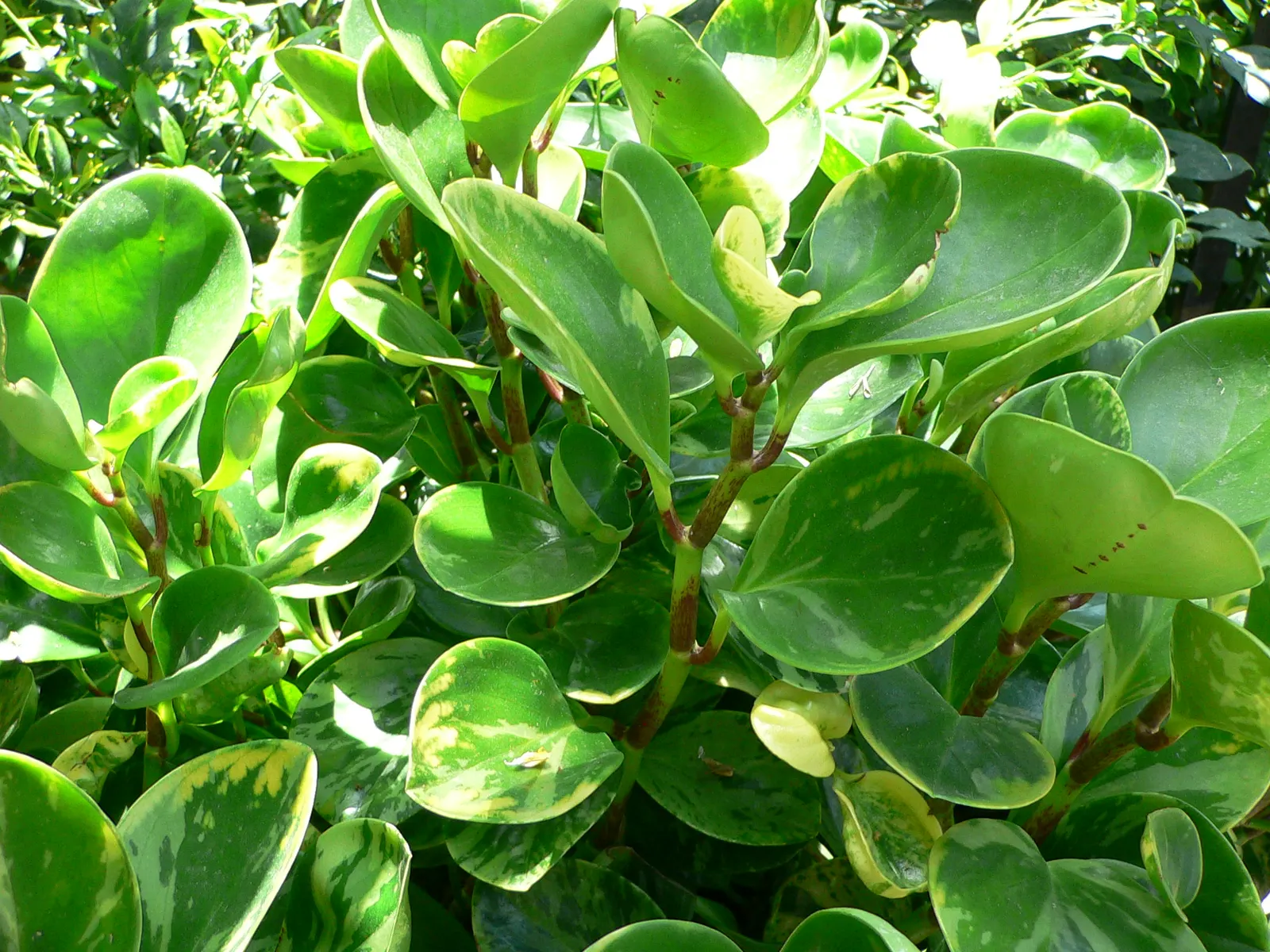 Variegated Wax-Leaf Pepper (Peperomia Obtusifolia 'Variegata') — this low-maintenance plant thrives in partial shade to indirect light and requires