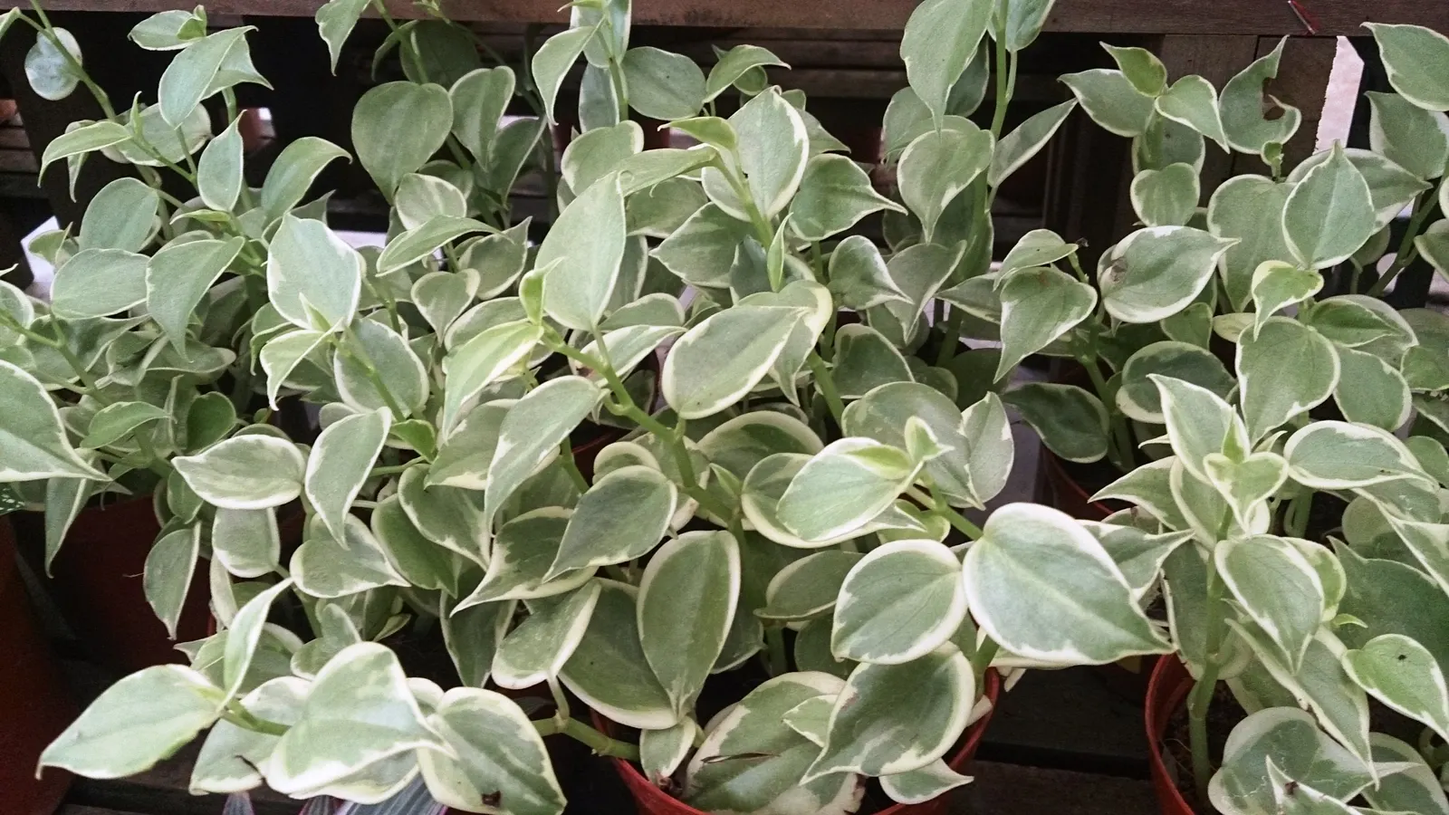 Variegated Wax-Leaf Pepper (Peperomia Obtusifolia 'Variegata') — reaching up to 10 inches in height