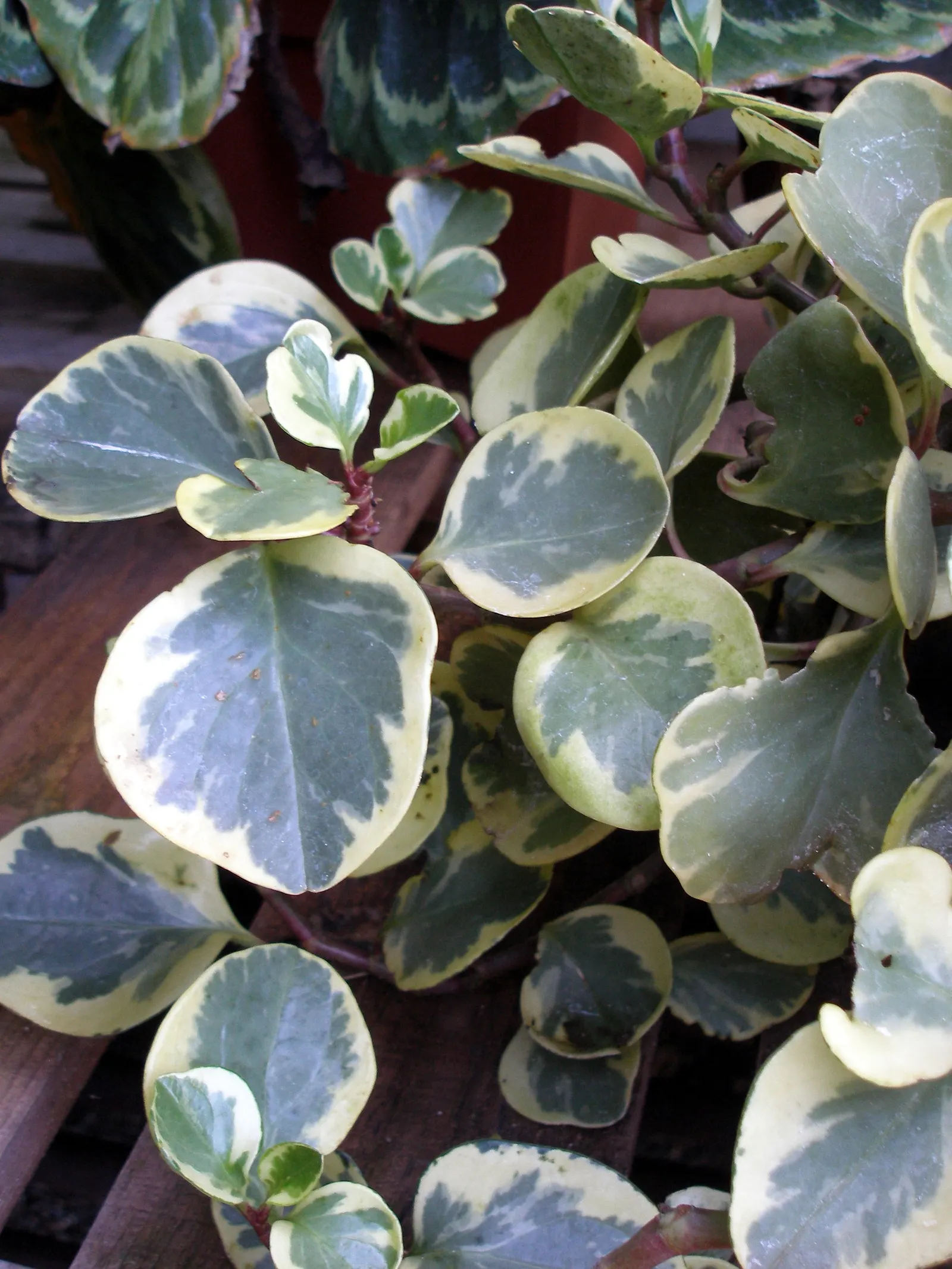 Variegated Wax-Leaf Pepper (Peperomia Obtusifolia 'Variegata') — perennial evergreen with a compact growth habit