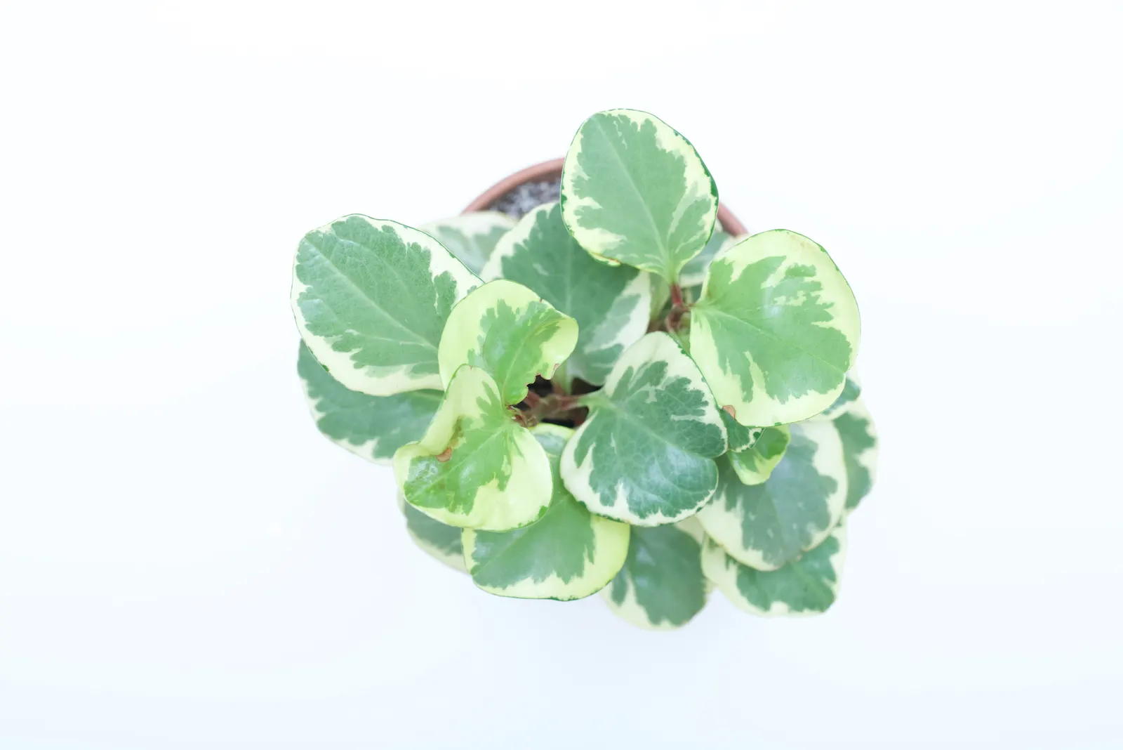 Variegated Wax-Leaf Pepper (Peperomia Obtusifolia 'Variegata') — with its leaves reaching approximately 4 to 6 inches in length and 2 to 3 inches in width