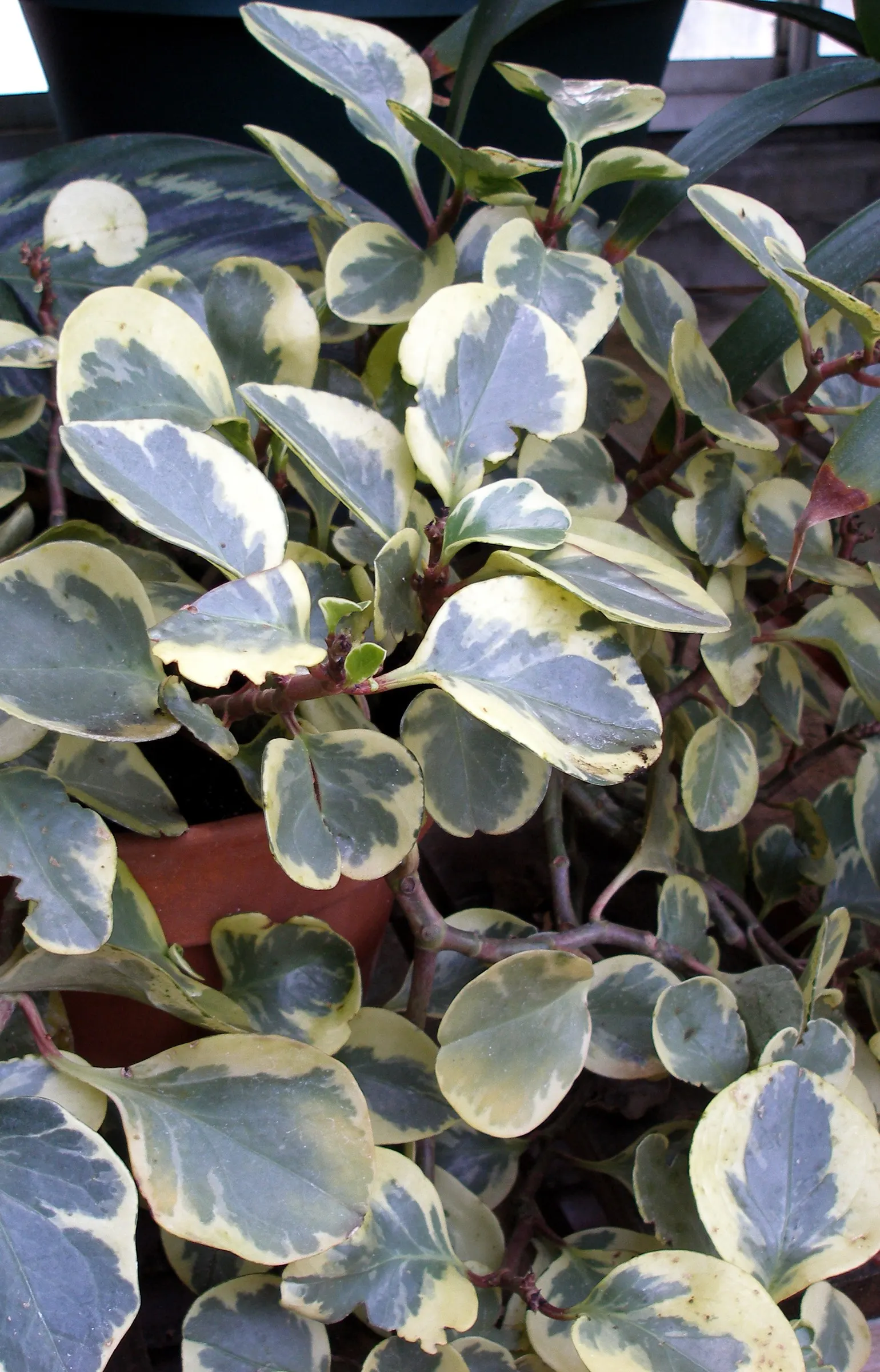 Variegated Wax-Leaf Pepper (Peperomia Obtusifolia 'Variegata') — The Variegated Wax-Leaf Pepper (Peperomia obtusifolia 'Variegata') is an ornamental