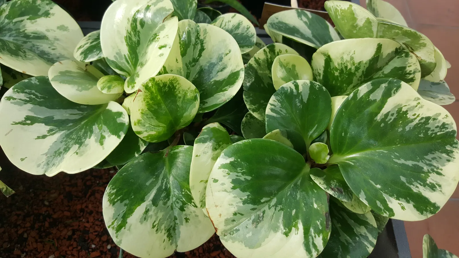 Variegated Wax-Leaf Pepper (Peperomia Obtusifolia 'Variegata') — Its variegation patterns are a blend of cream