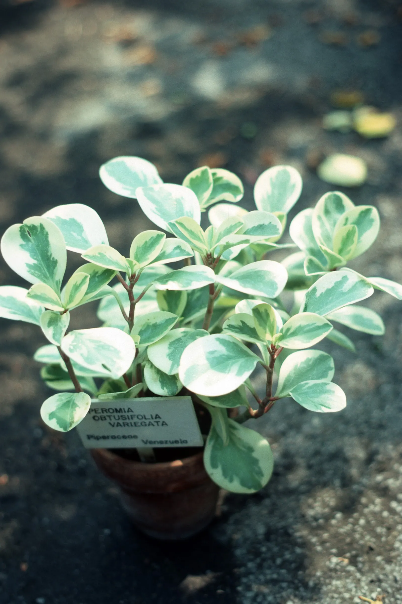 Variegated Wax-Leaf Pepper (Peperomia Obtusifolia 'Variegata') — providing visual interest year-round