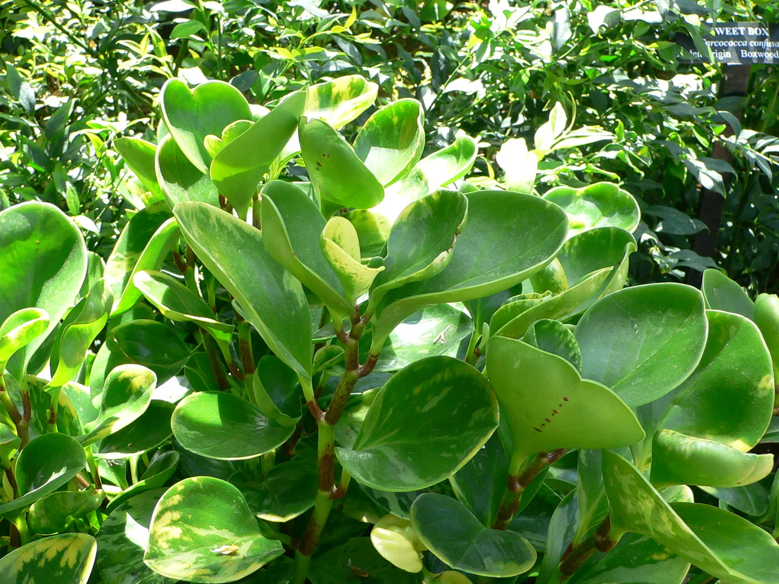 Variegated Wax-Leaf Pepper (Peperomia Obtusifolia 'Variegata') — spoon-shaped leaves feature a creamy white variegation on the edges