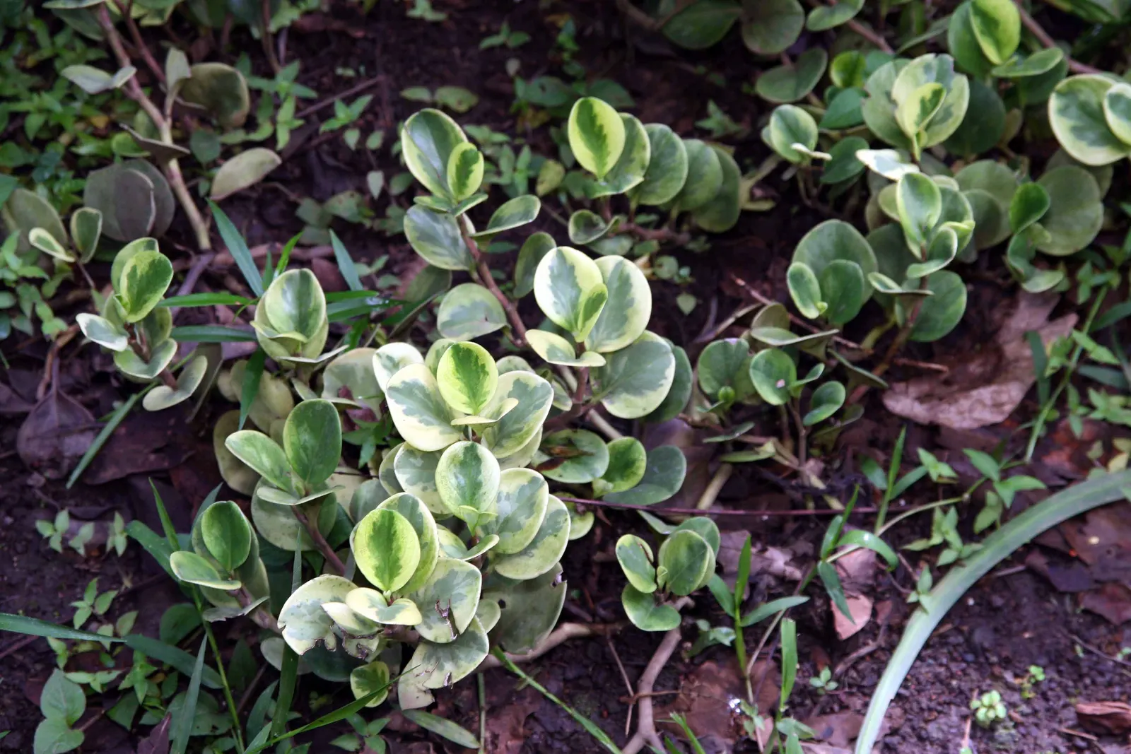 Variegated Wax-Leaf Pepper (Peperomia Obtusifolia 'Variegata') — Perfect for container planting or as an accent in shaded garden beds