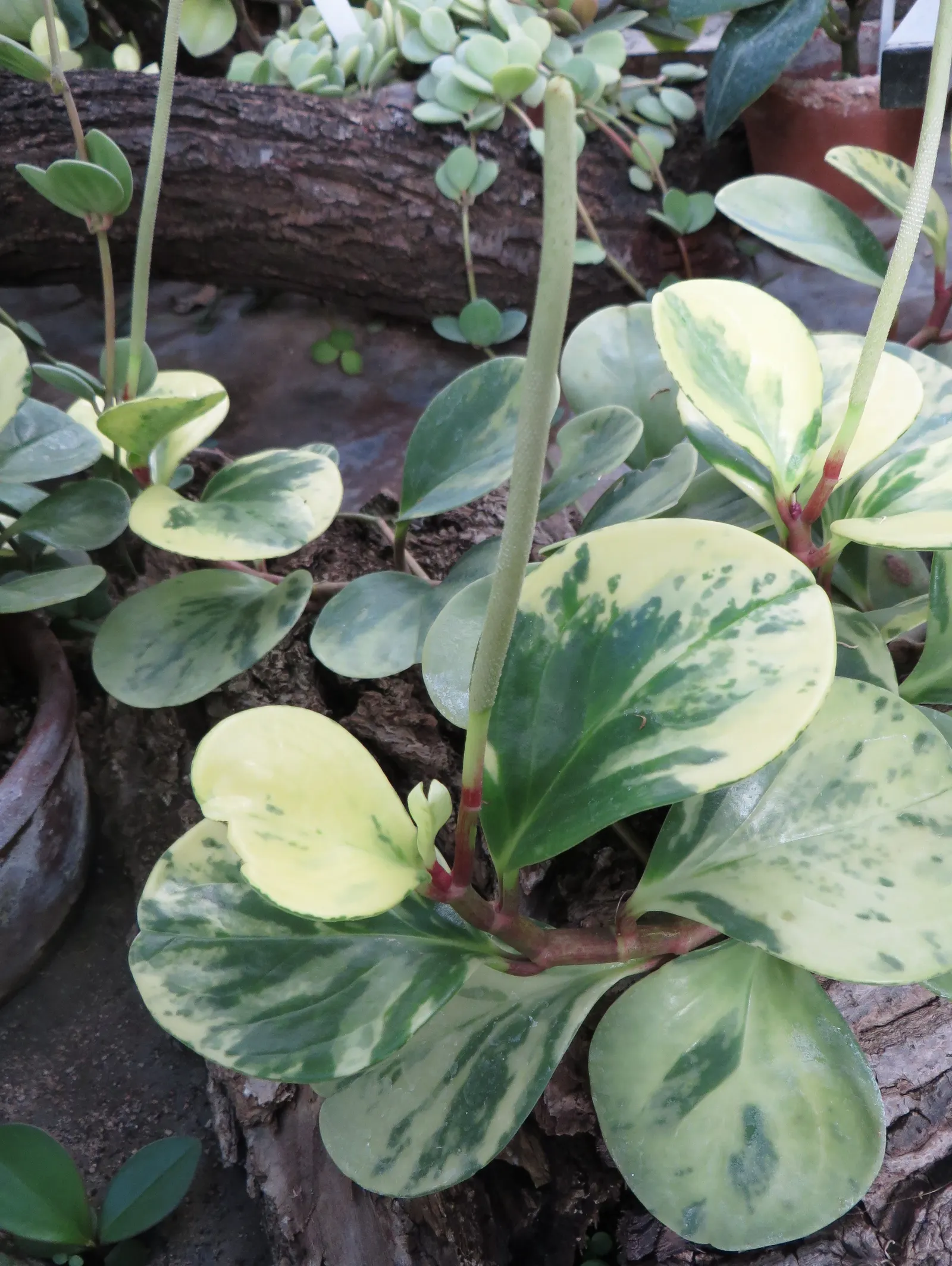 Variegated Wax-Leaf Pepper (Peperomia Obtusifolia 'Variegata') — adding a vibrant contrast to the darker shades in your garden.<br><br>This plant is relatively