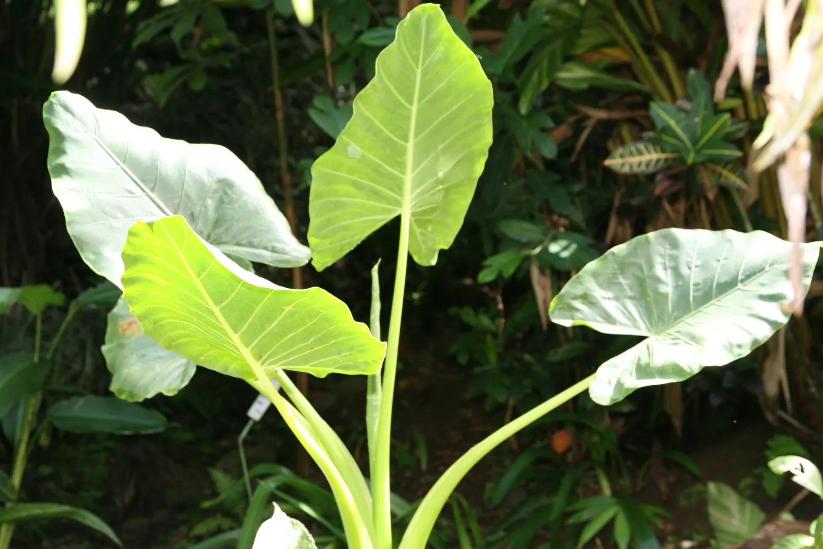 Giant Taro (Alocasia Macrorrhizos) — Handle with care, as all parts are poisonous if ingested; it requires a warm, humid climate and consistently moist