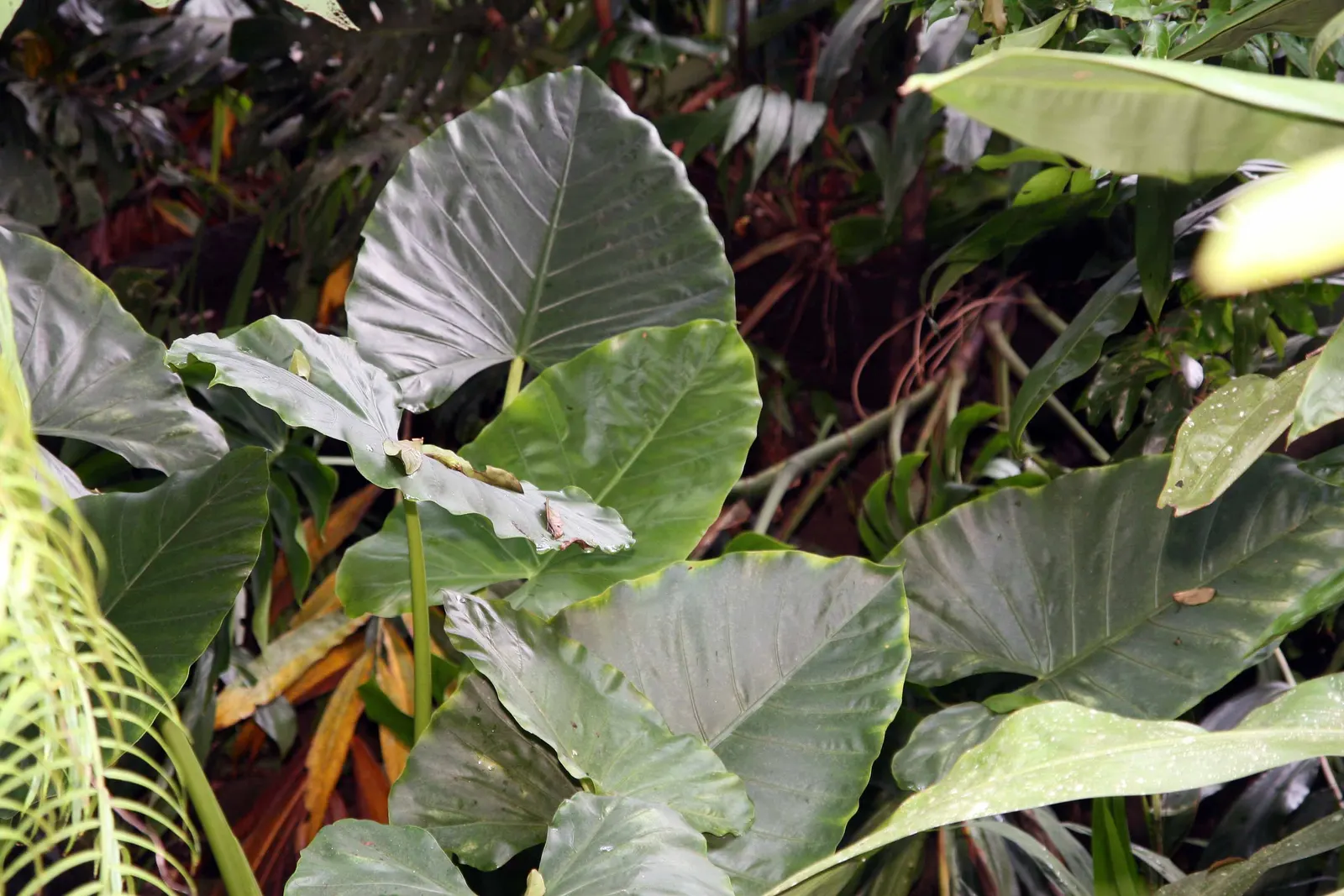 Giant Taro (Alocasia Macrorrhizos) — The Giant Taro (Alocasia macrorrhizos) is a striking; ideal for creating focal points in warm-climate gardens