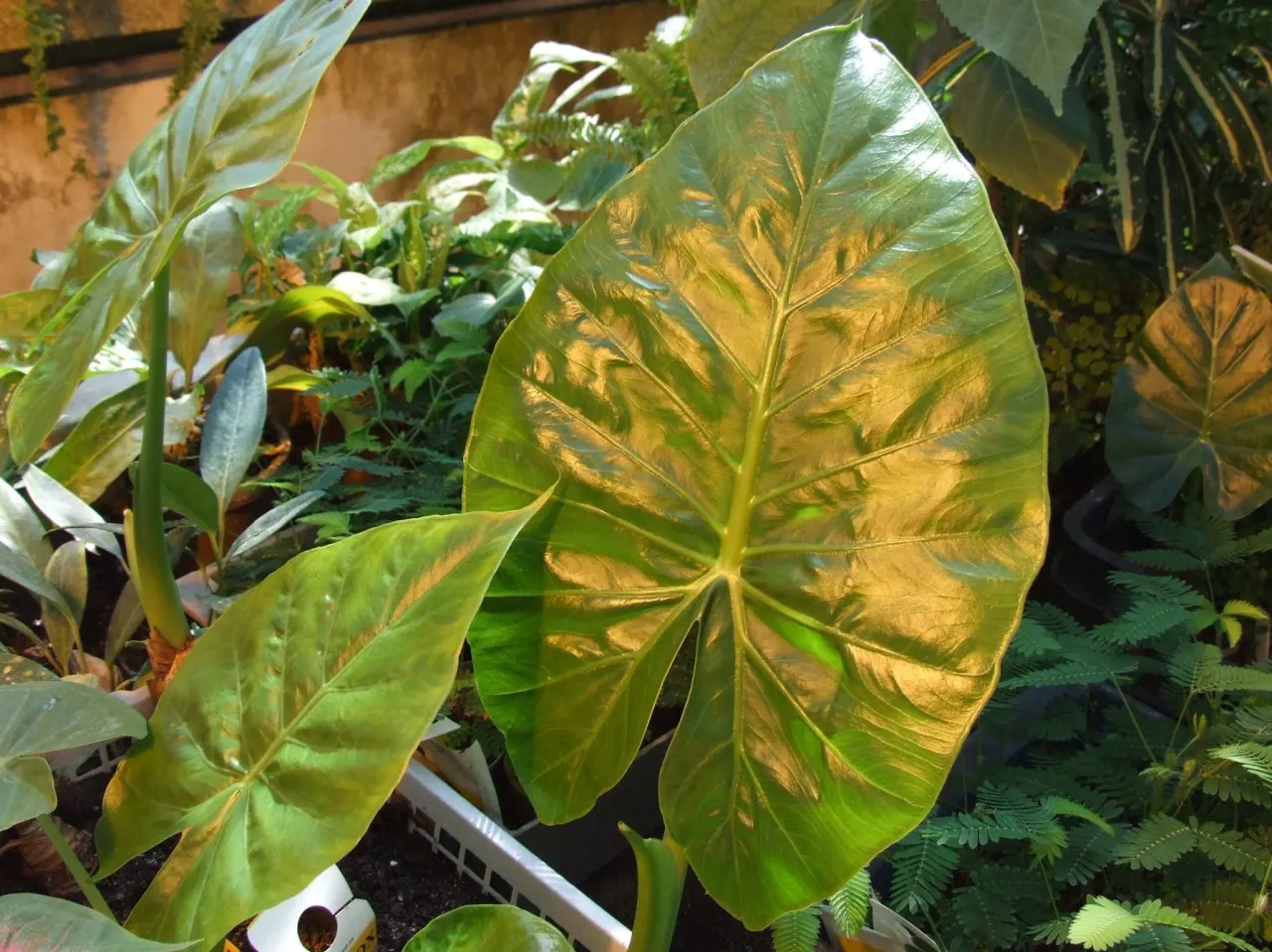 Giant Taro (Alocasia Macrorrhizos) — The deep green foliage is held aloft on sturdy