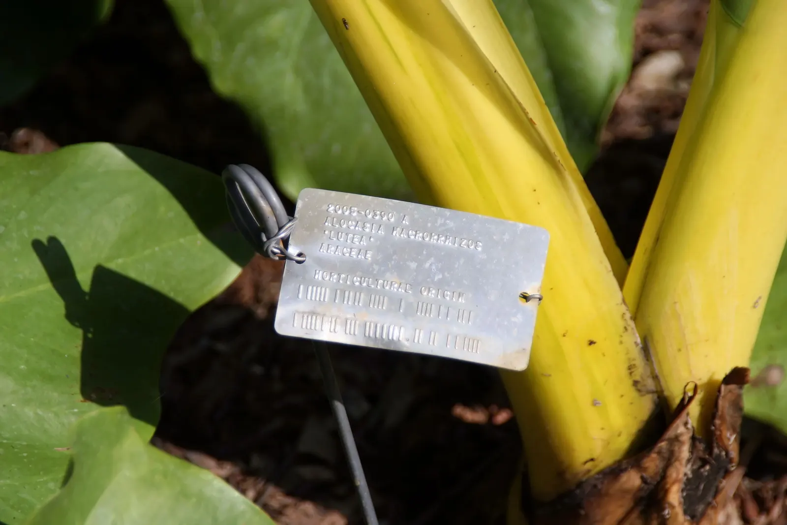 Giant Taro (Alocasia Macrorrhizos) — the Giant Taro thrives in USDA hardiness zones 9-11; perennial with green and multi-colored and white blooms, image 86