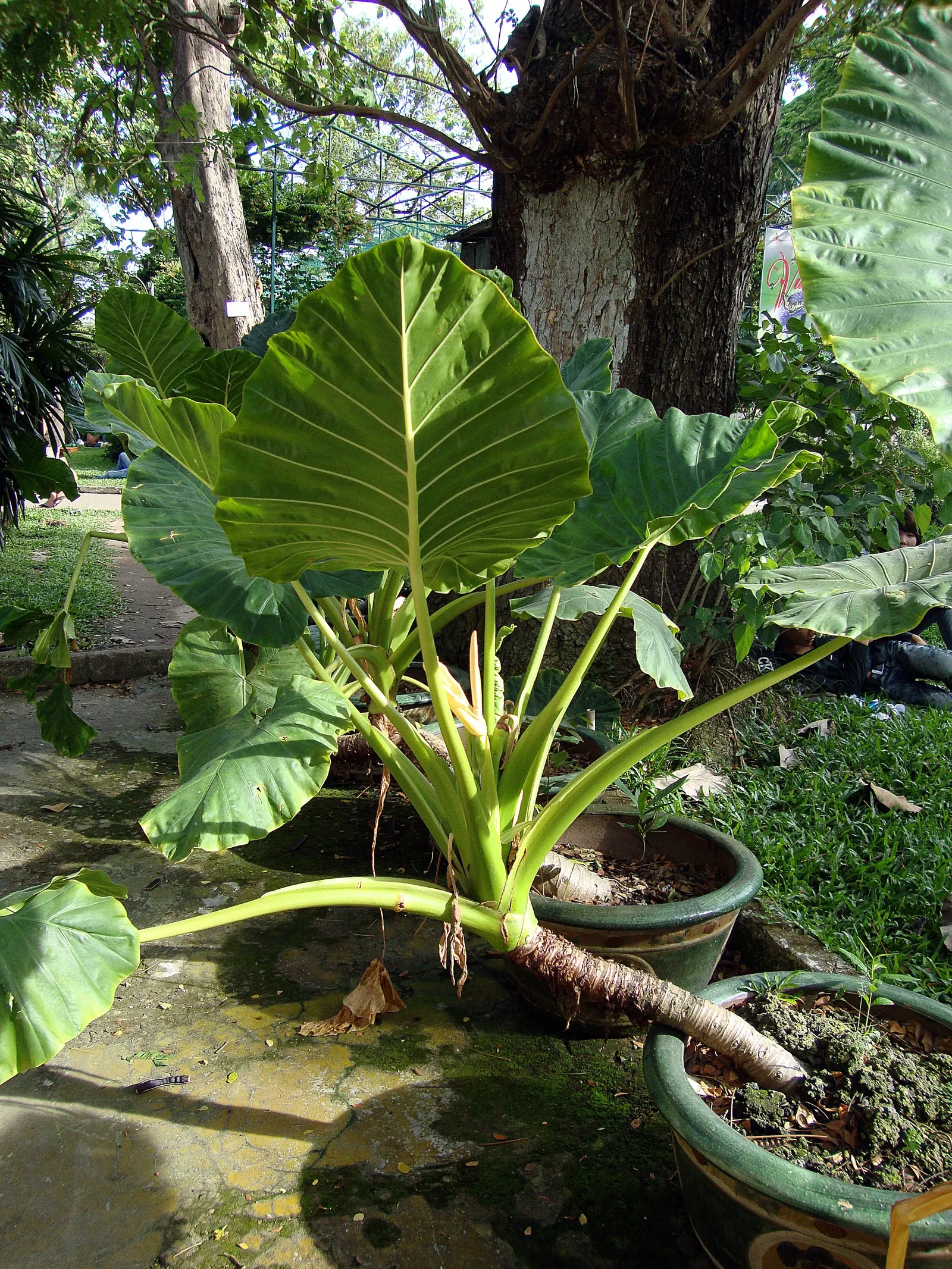 Giant Taro (Alocasia Macrorrhizos) — perennial with green and multi-colored and white blooms; the Giant Taro thrives in USDA hardiness zones 9-11