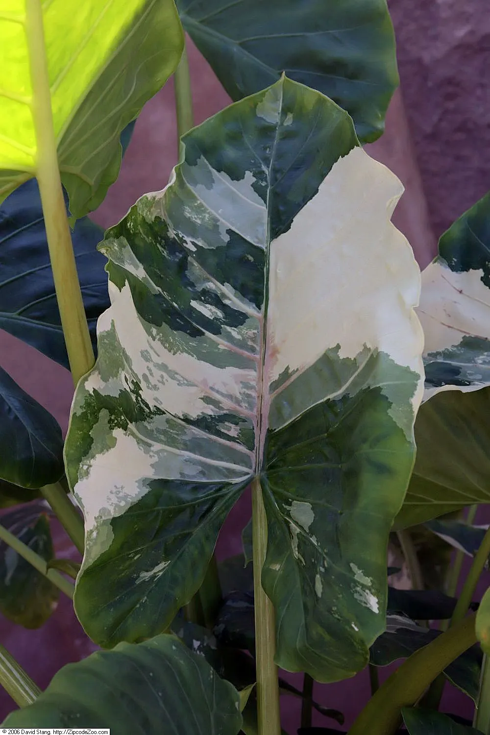 Giant Taro (Alocasia Macrorrhizos) — consider placing it in a sheltered location that mimics its natural habitat
