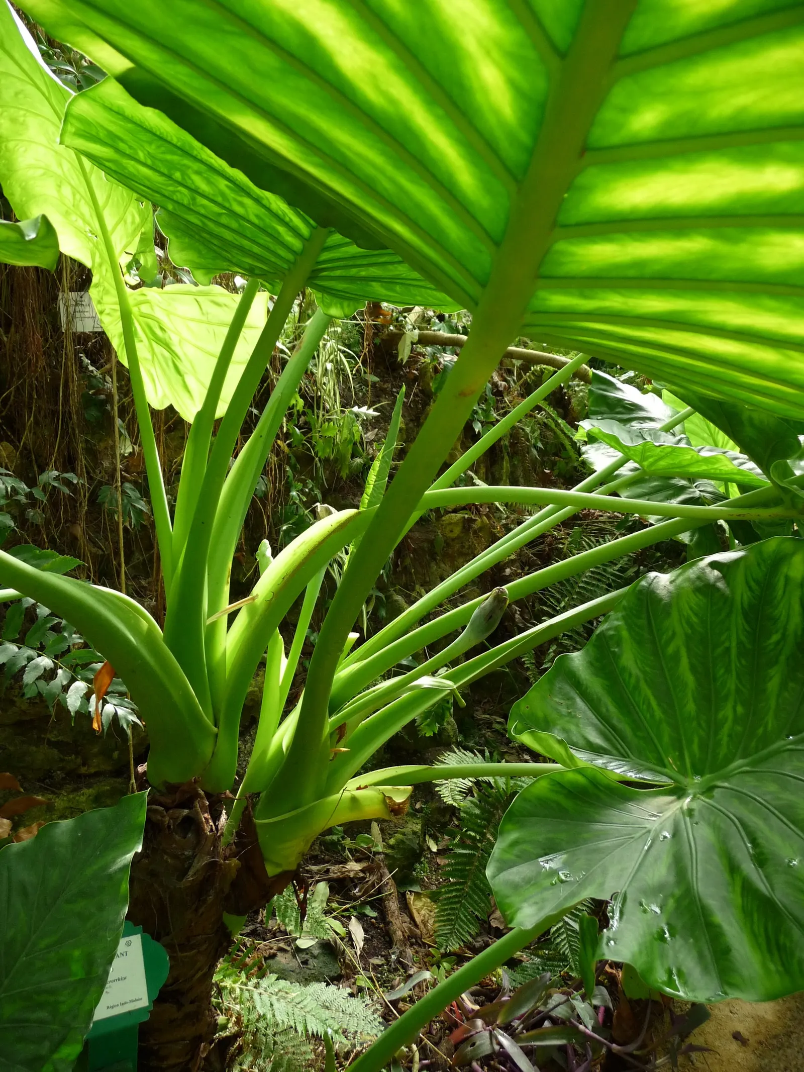 Giant Taro (Alocasia Macrorrhizos) — creating an eye-catching display of verdant elegance; perennial for shade, image 93