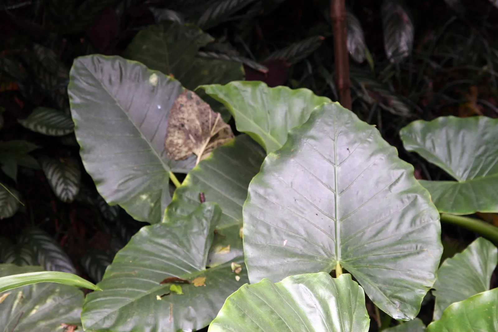 Giant Taro (Alocasia Macrorrhizos) — green and multi-colored and white flowers in the garden; commonly known as the Giant Taro or Upright Elephant Ear