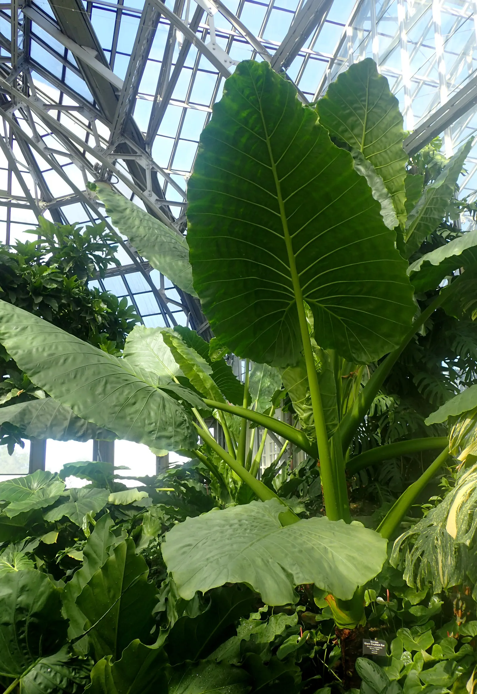 Giant Taro (Alocasia Macrorrhizos) — with overall plant heights typically reaching an imposing 6 to 8 feet