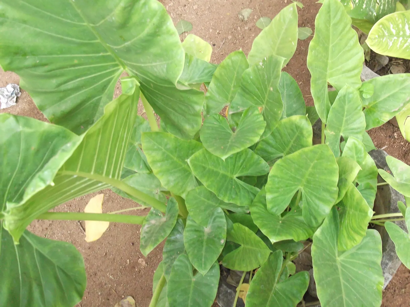 Giant Taro (Alocasia Macrorrhizos) — green and multi-colored and white flowers in the garden; commonly known as the Giant Taro or Upright Elephant, image 94
