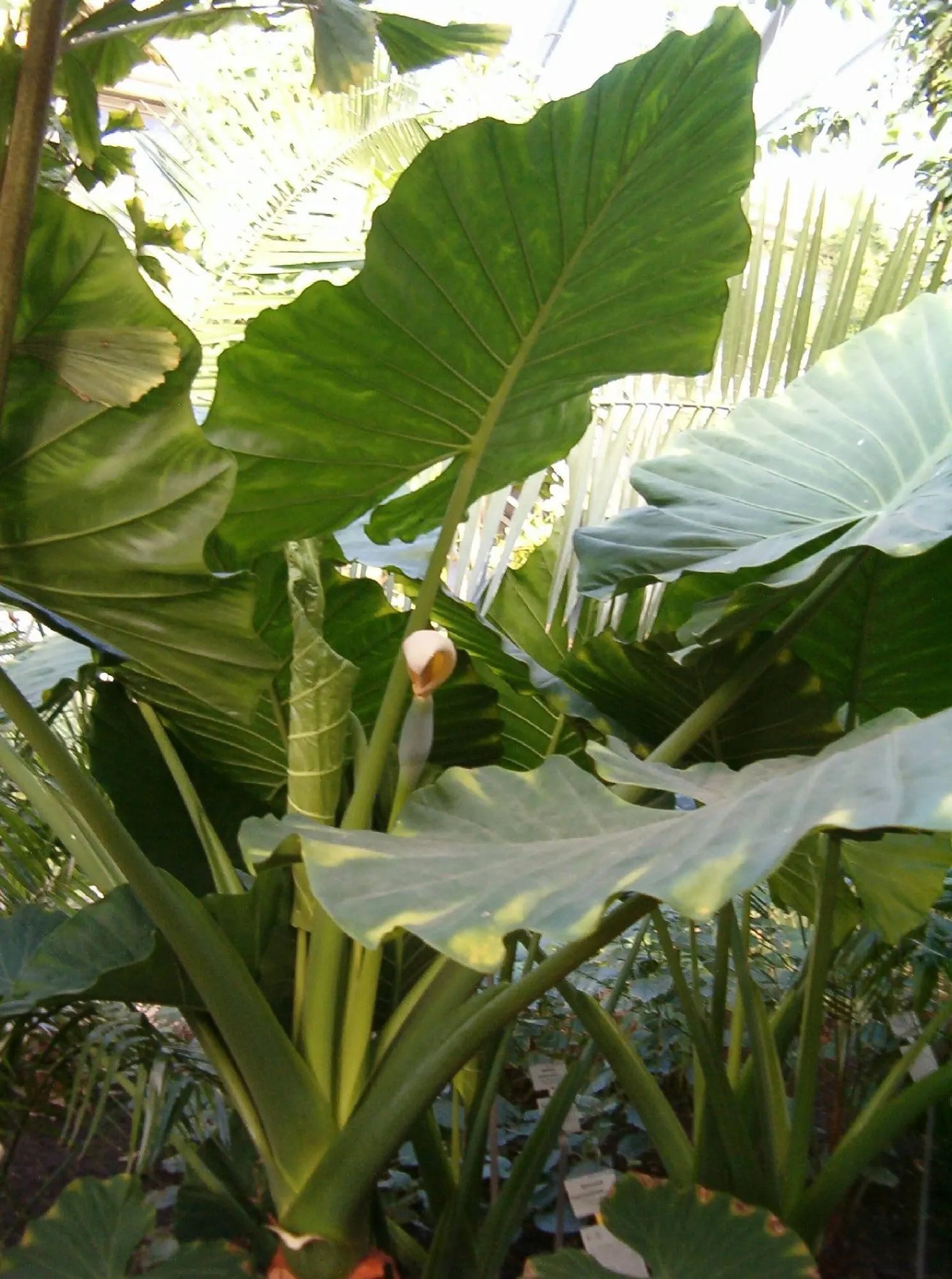 Giant Taro (Alocasia Macrorrhizos) — the Giant Taro thrives in USDA hardiness zones 9-11; perennial with green and multi-colored and white blooms