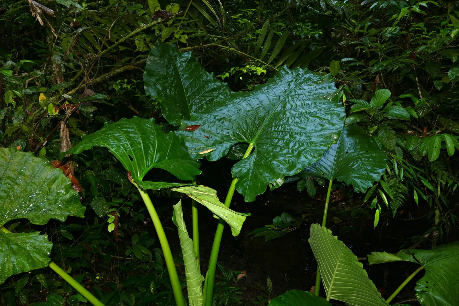 Giant Taro (Alocasia Macrorrhizos) — creating an eye-catching display of verdant elegance; perennial for shade