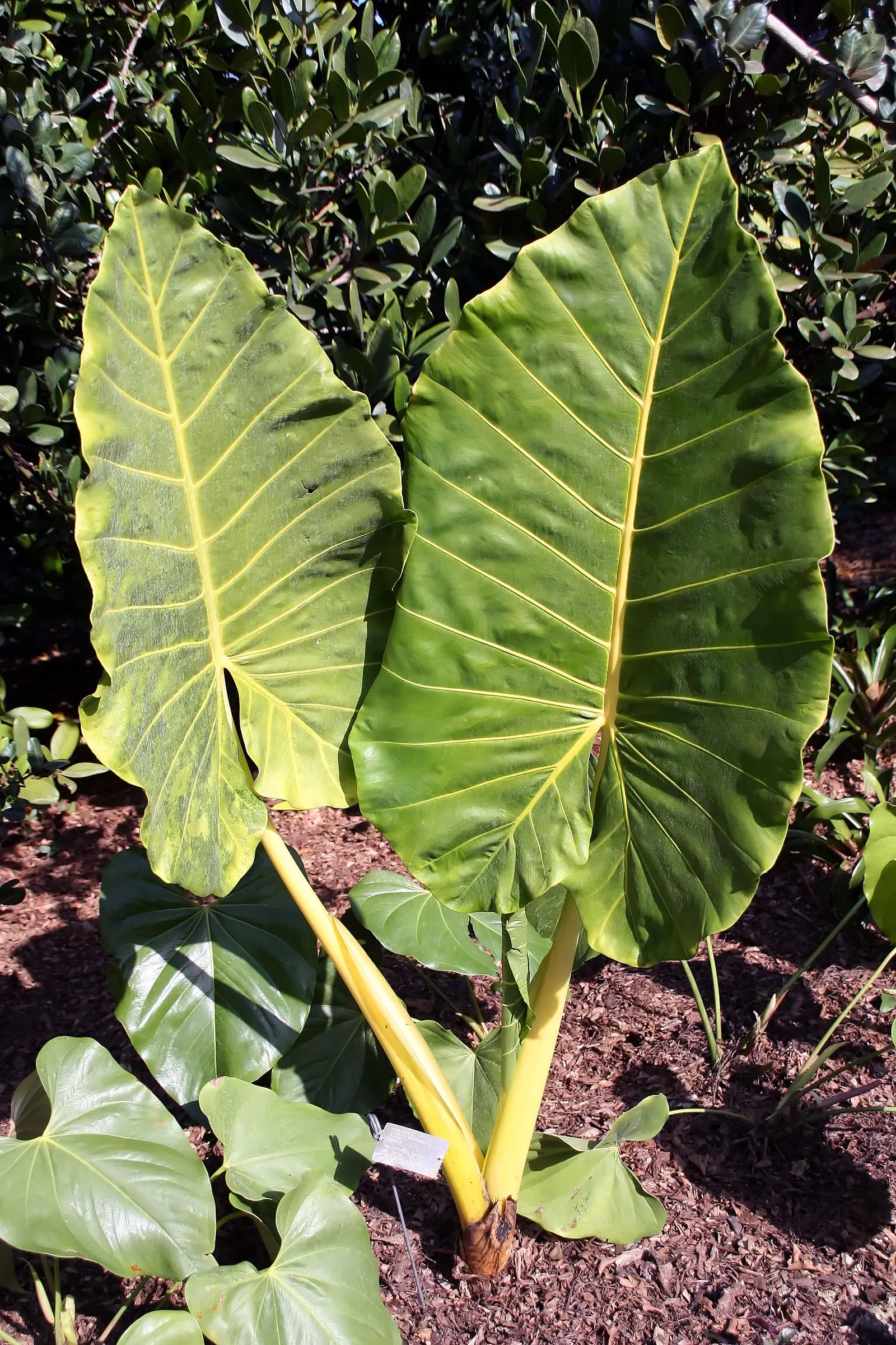 Giant Taro (Alocasia Macrorrhizos) — Its robust stems can tower to heights of around 8-15 feet; ample space is necessary to accommodate its sizable spread and