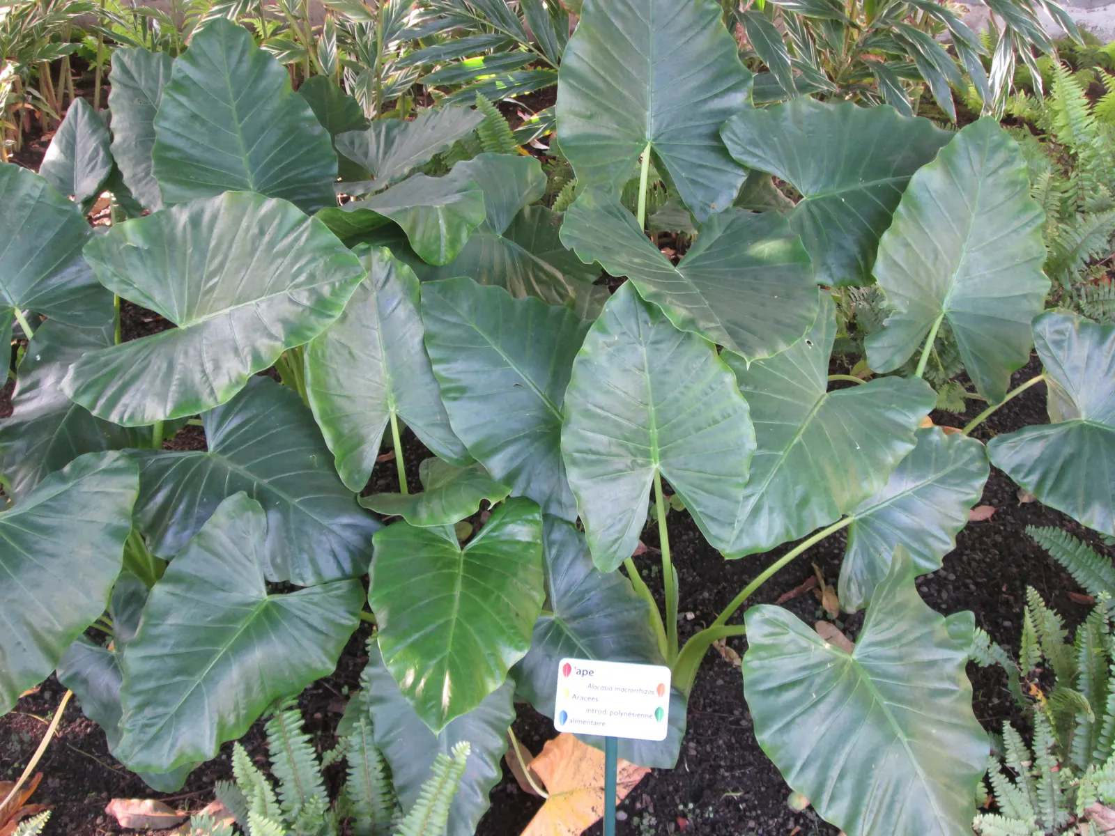 Giant Taro (Alocasia Macrorrhizos) — commonly known as the Giant Taro or Upright Elephant Ear; green and multi-colored and white flowers in the, image 79