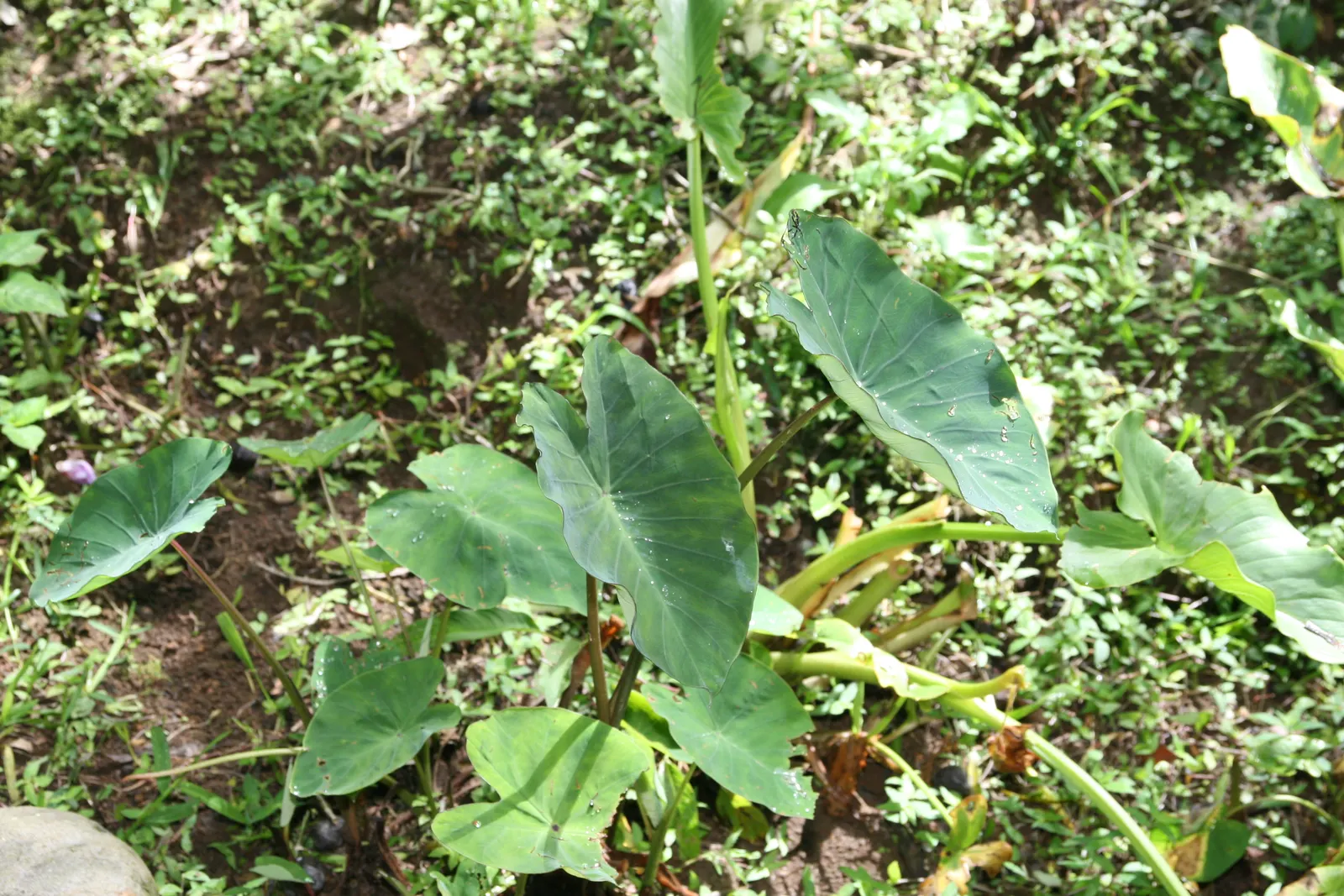 Giant Taro (Alocasia Macrorrhizos) — These can span up to 3-6 feet in length, adding a lush, dramatic touch to any setting; the deep green foliage, image 98