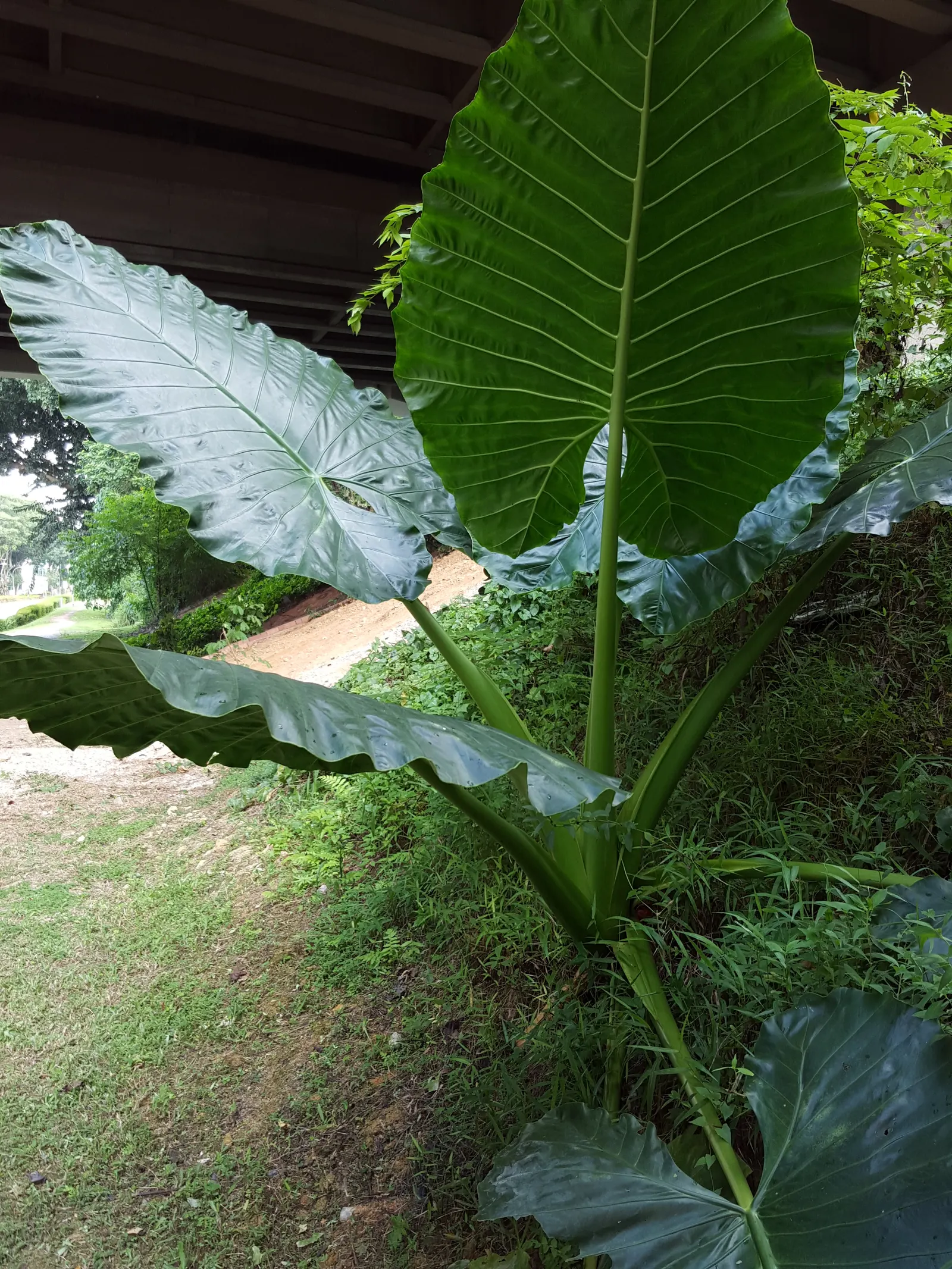 Giant Taro (Alocasia Macrorrhizos) — is a commanding tropical perennial that can serve as an impressive focal point in any garden setting