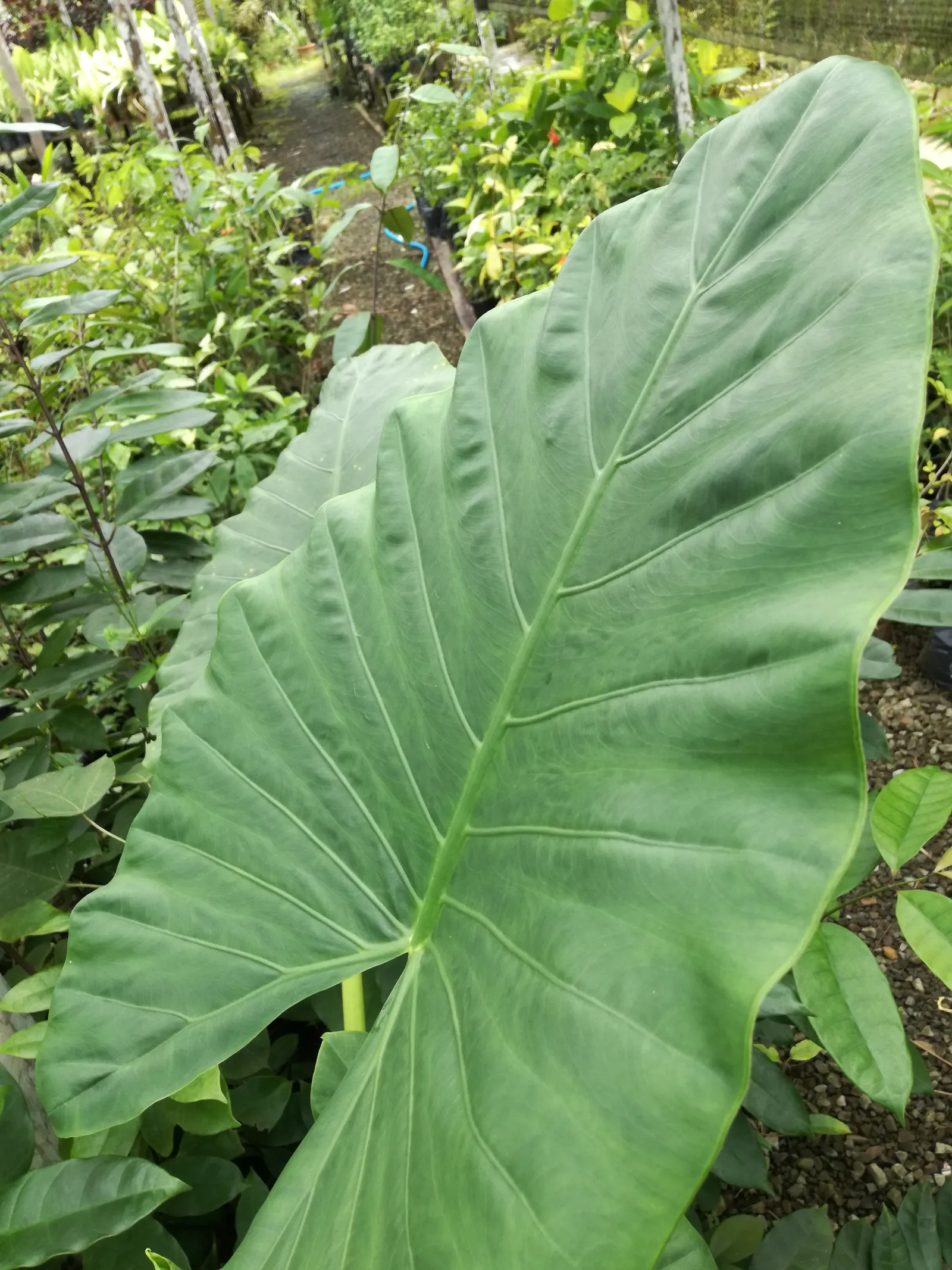 Giant Taro (Alocasia Macrorrhizos) — consider placing it in a sheltered location that mimics its natural habitat; the Giant Taro will add an exotic, image 89
