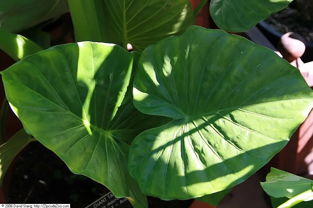 Giant Taro (Alocasia Macrorrhizos) — with overall plant heights typically reaching an imposing 6 to 8 feet; note that all parts of the plant are, image 58