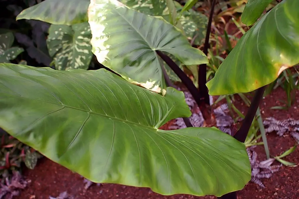 Giant Taro (Alocasia Macrorrhizos) — perennial with green and multi-colored and white blooms; the Giant Taro thrives in USDA hardiness zones 9-11, image 71