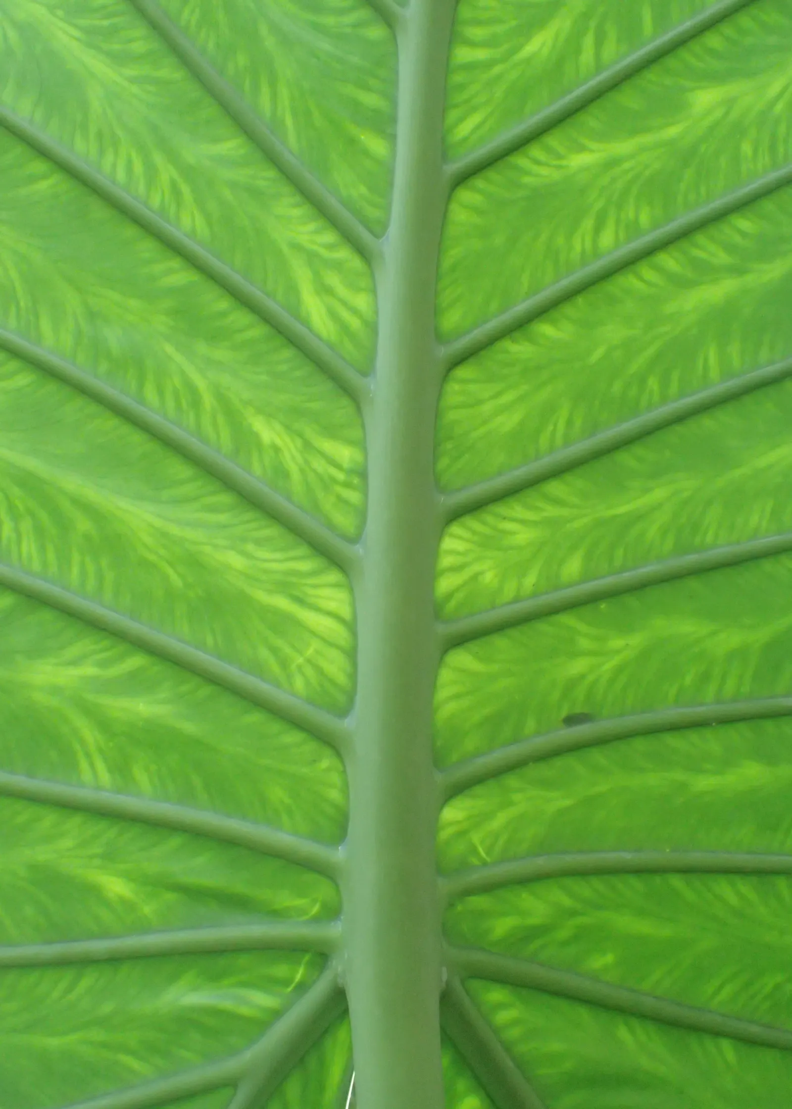 Giant Taro (Alocasia Macrorrhizos) — Thrives in moist, well-drained soil and partial shade