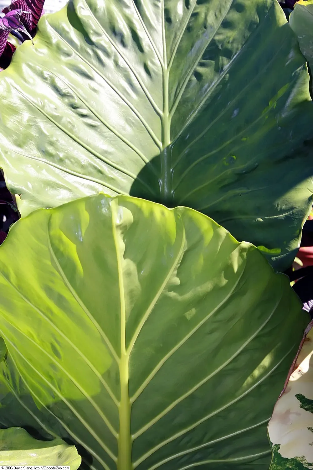 Giant Taro (Alocasia Macrorrhizos) — Handle with care, as all parts are poisonous if ingested